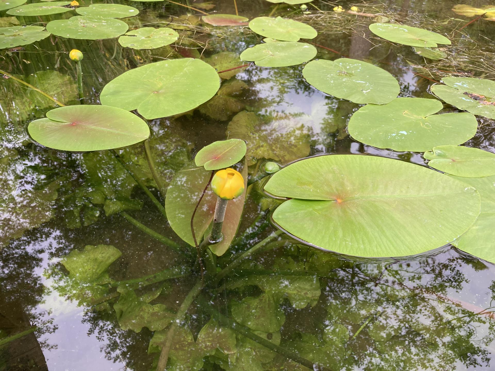 a yellow flower is growing in a lake