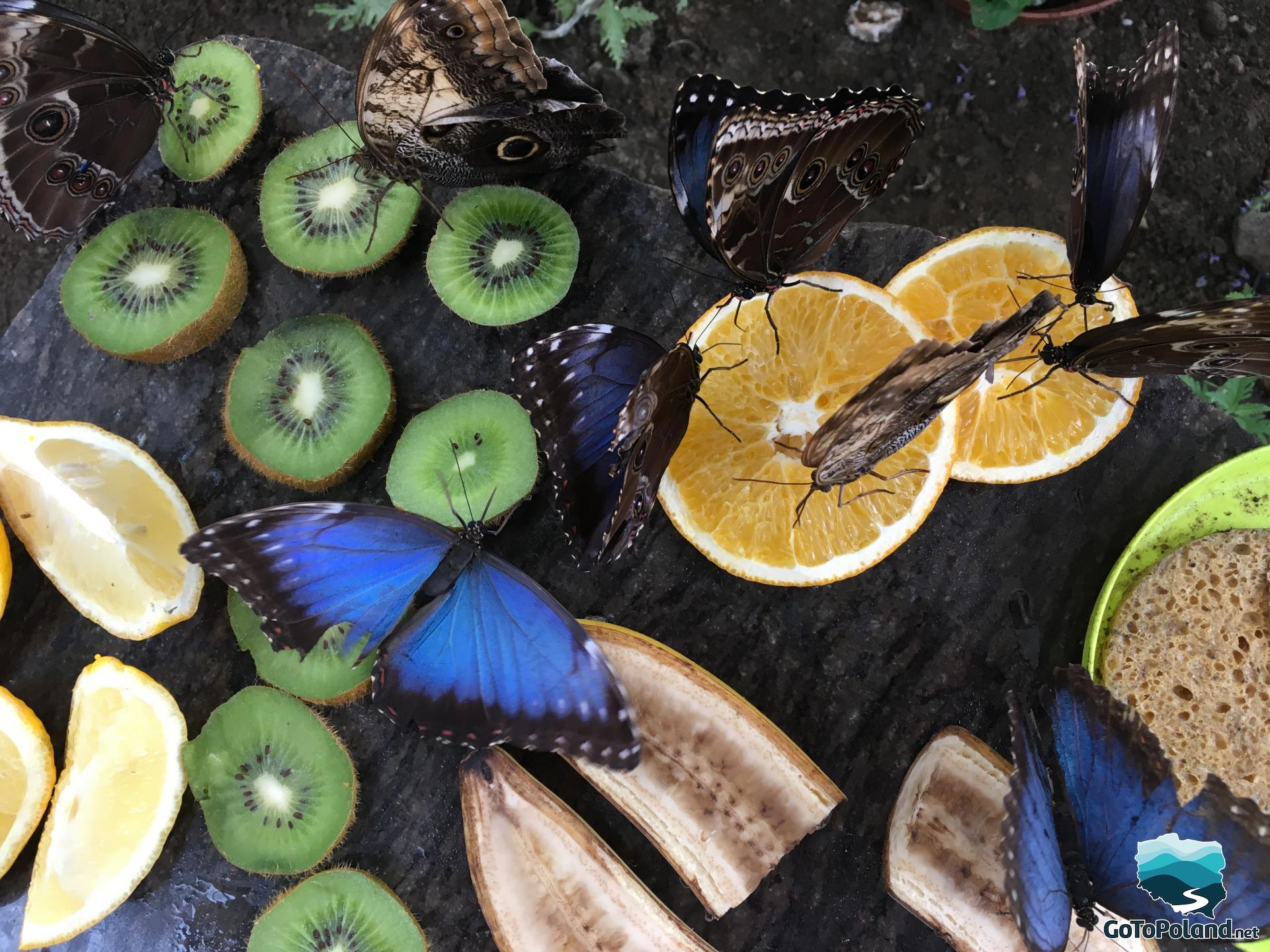 butterflies sitting on fruits