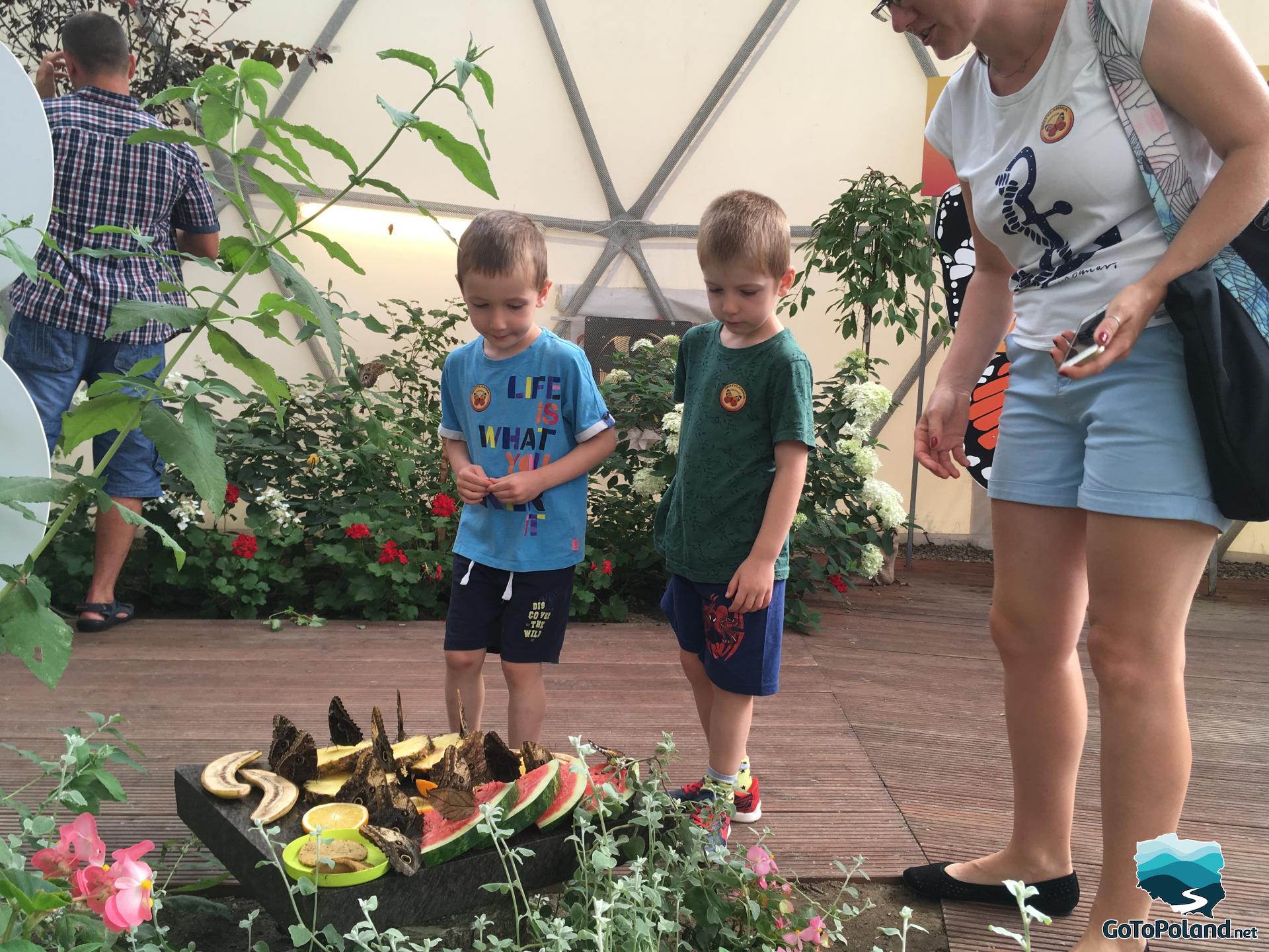 a woman and two boys watching how butterflies eat fruits