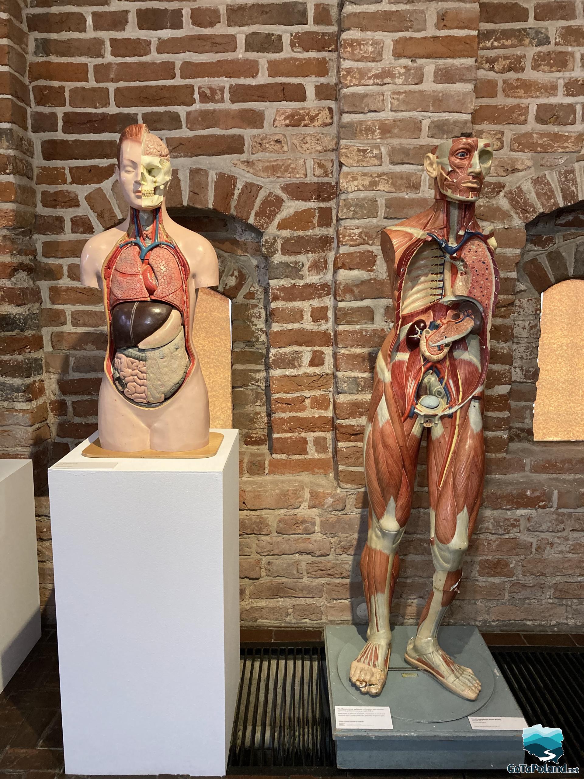 two models showing human organs