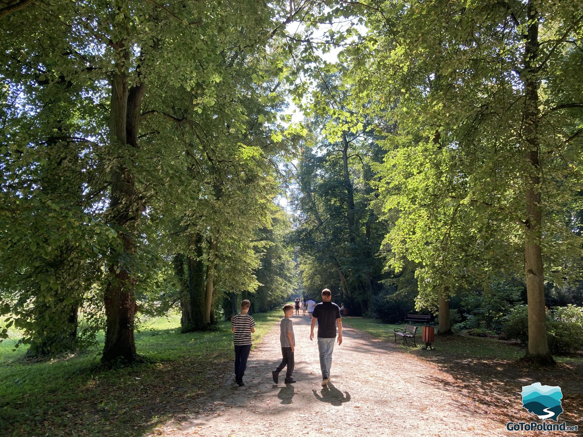 a man and two boys are walking along a forest path
