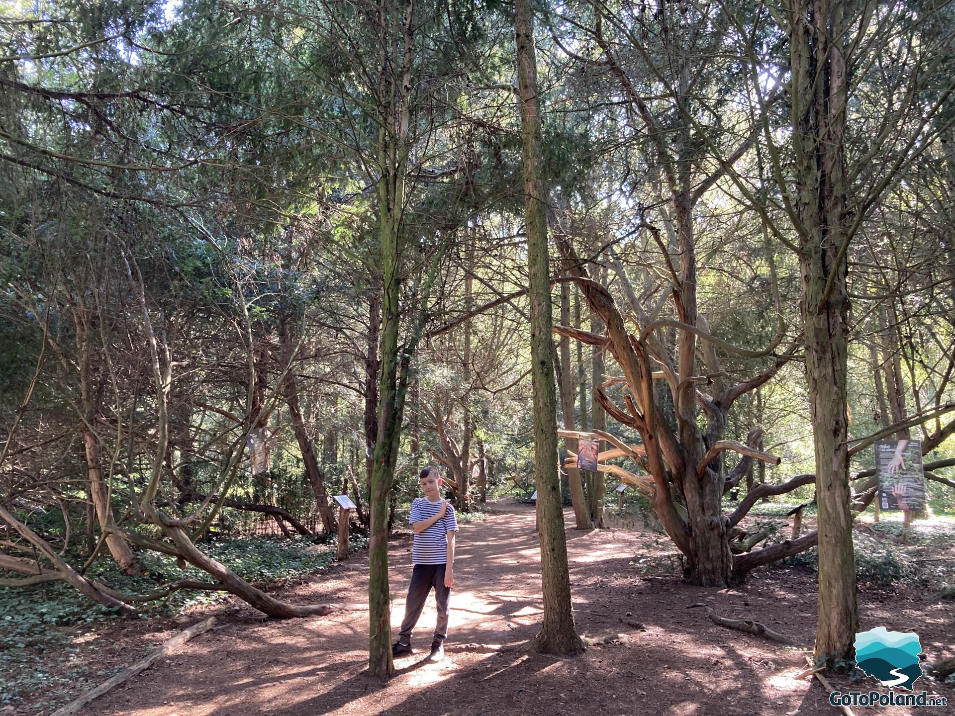 a boy is standing in the middle yew trees
