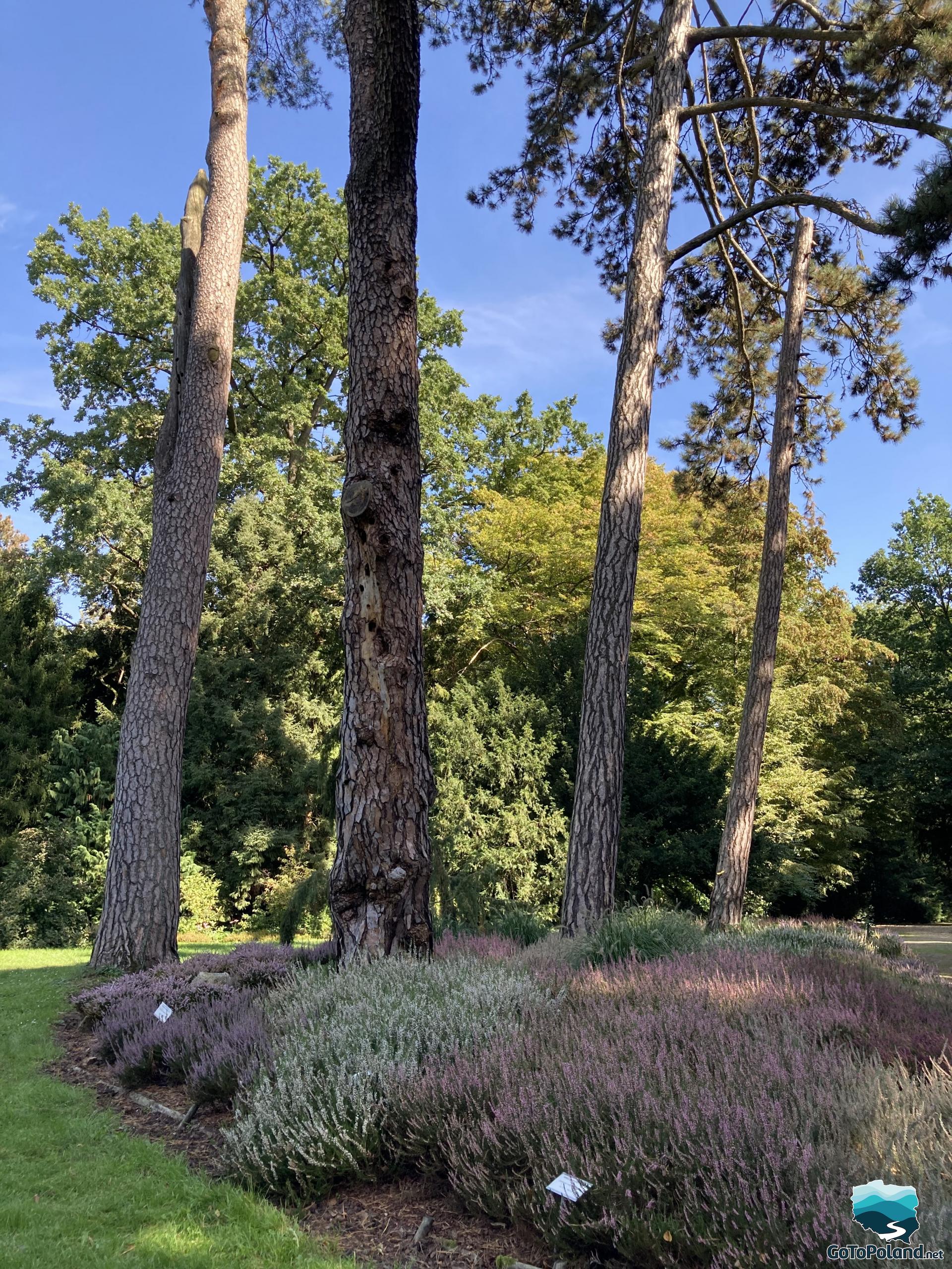 four tall pines and heather at their feet