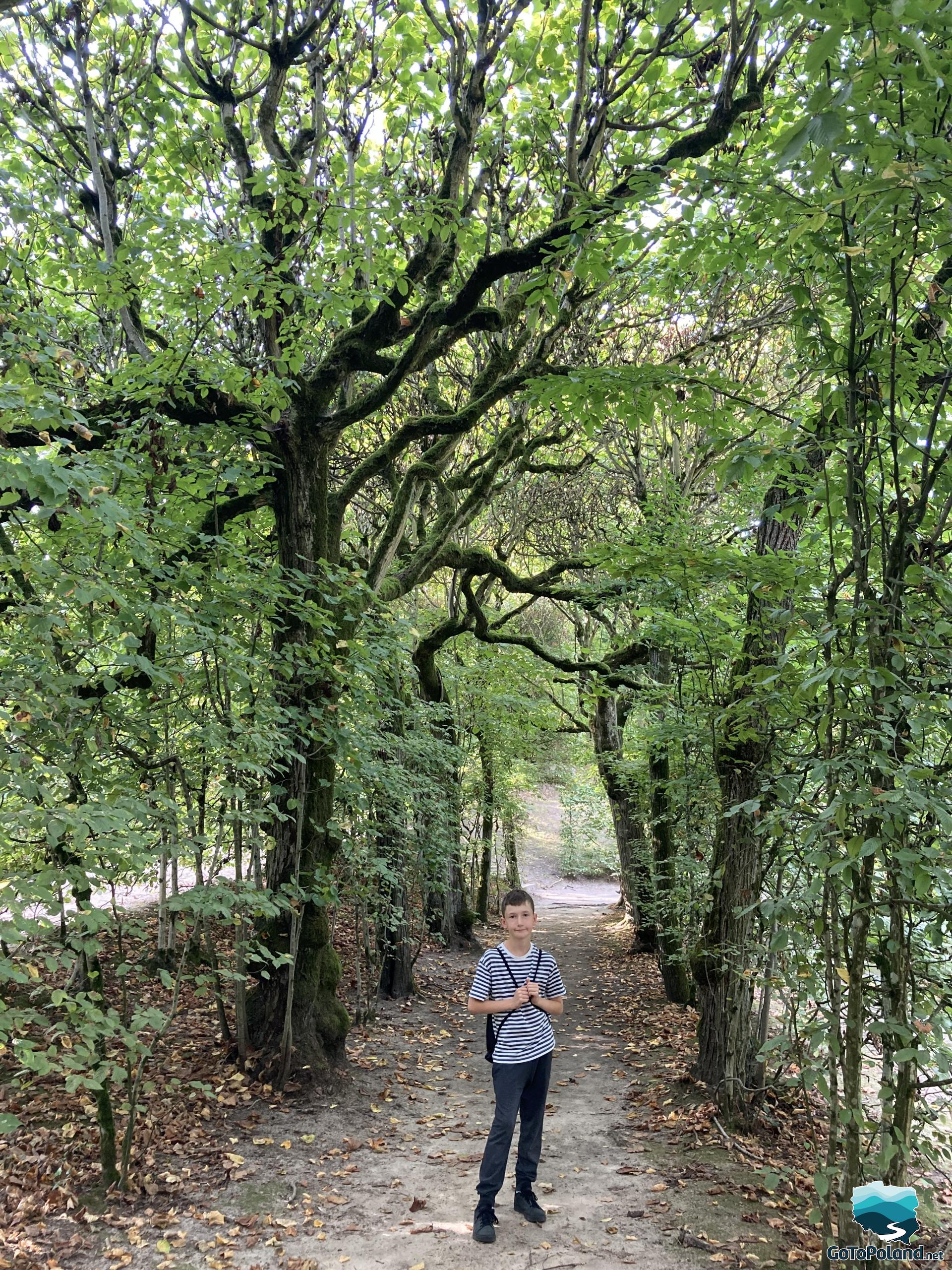 a boy is standing on a path. There are trees along the path