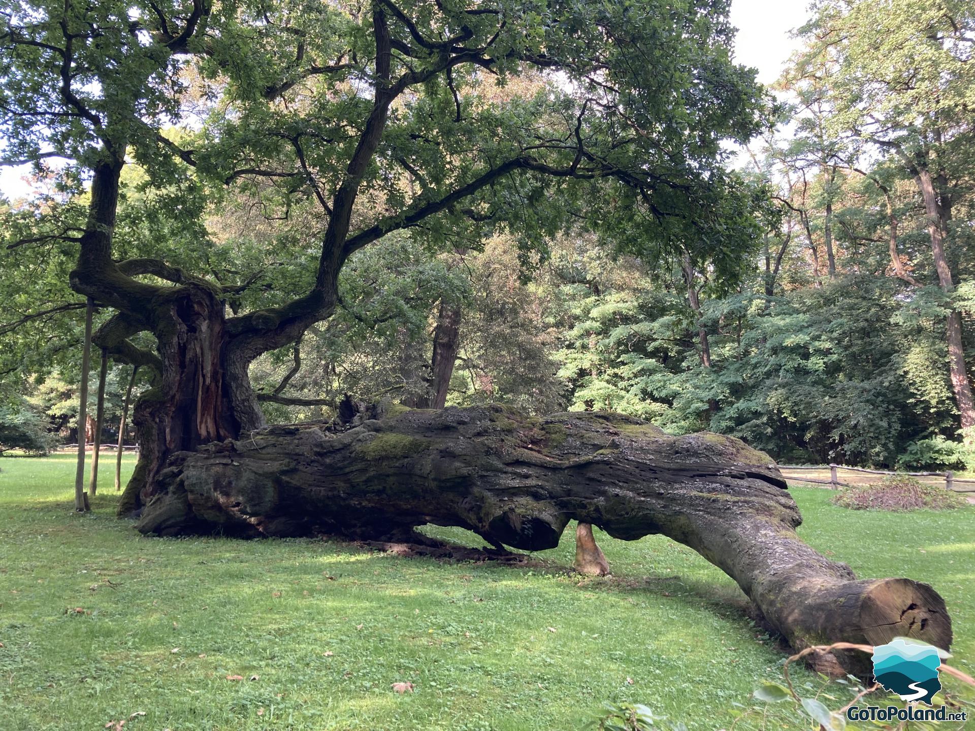 an old tree trunk lies on the grass