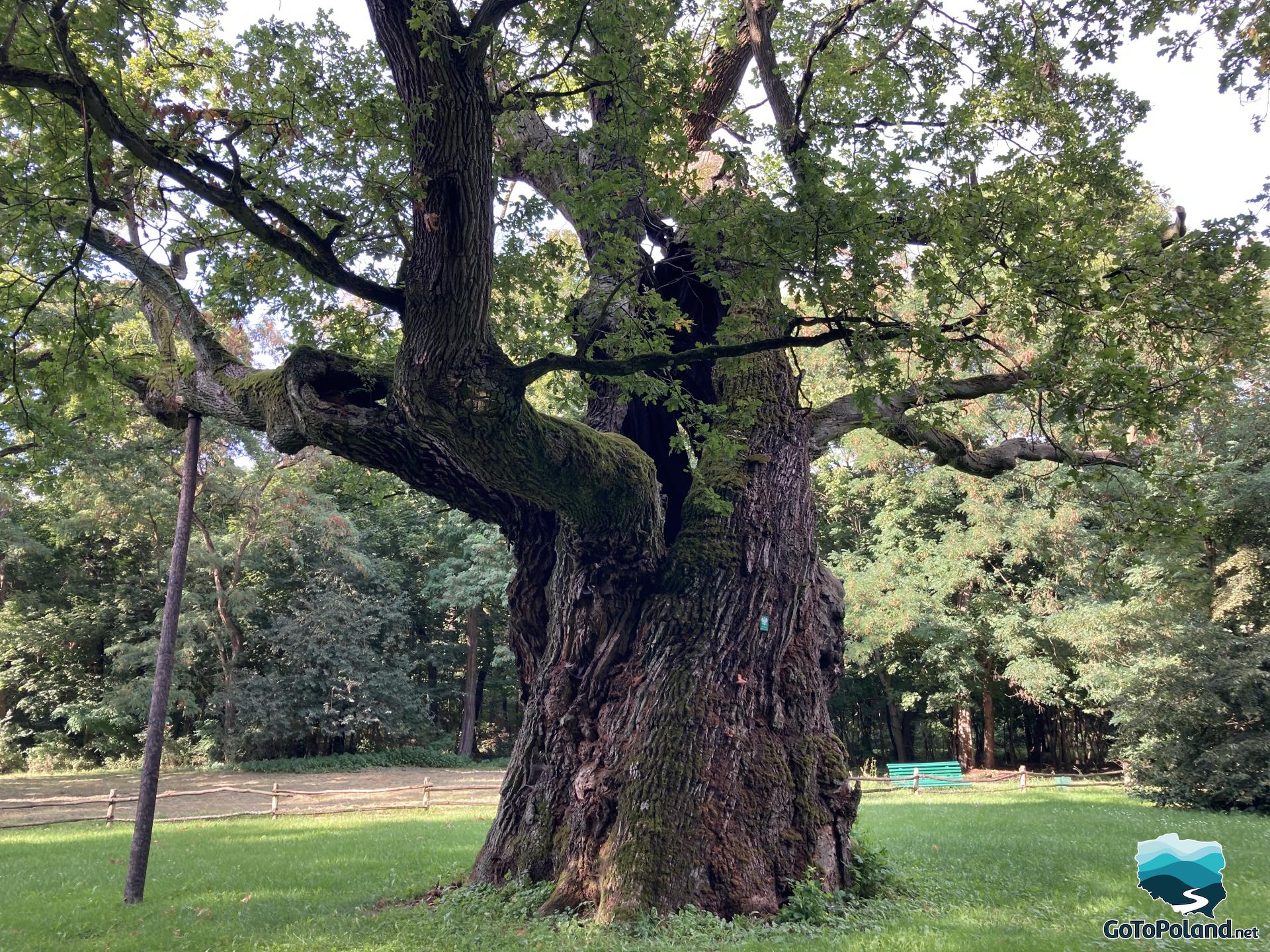 a huge oak in a park