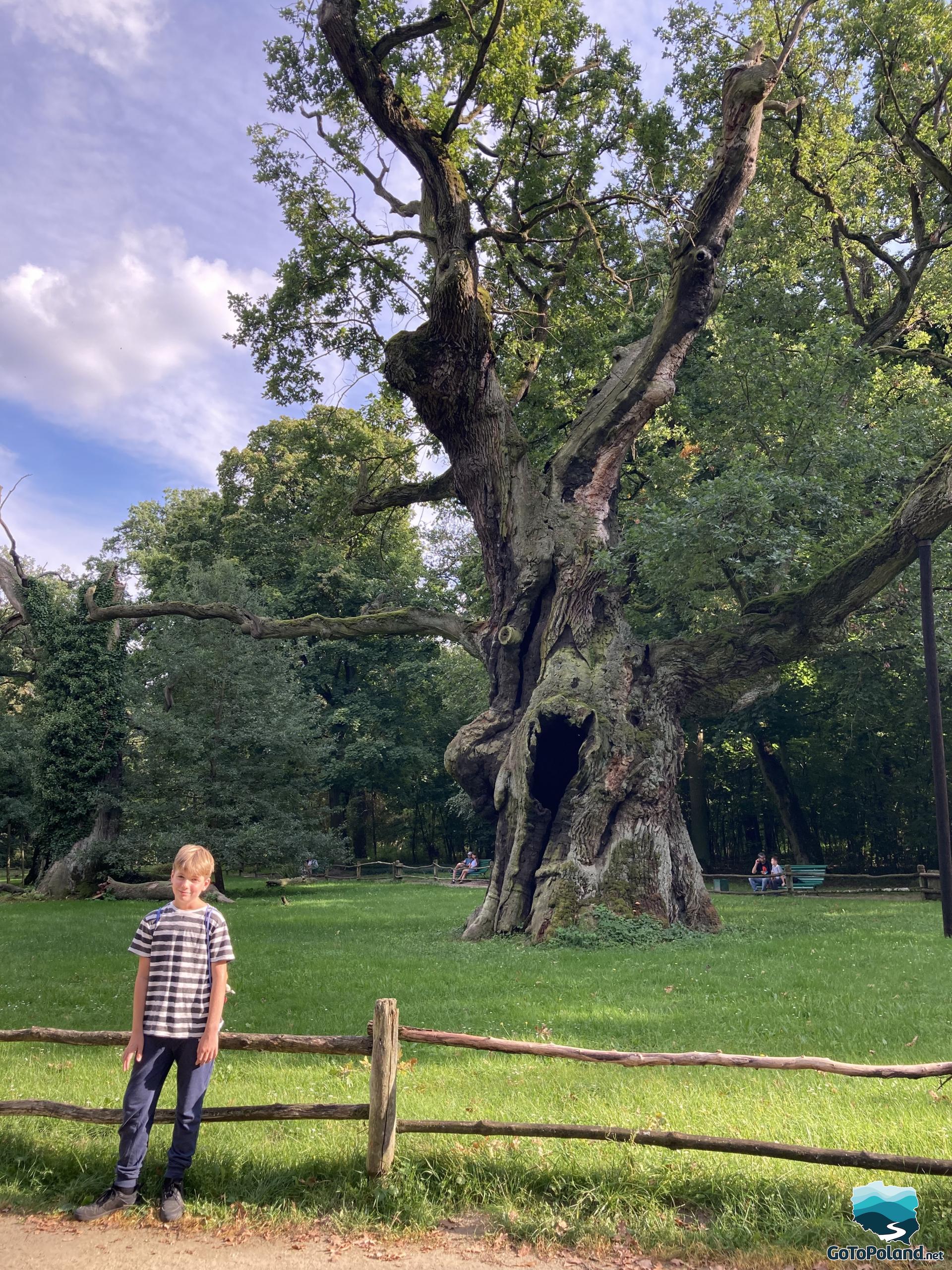 a boy is standing in a some distance from an oak