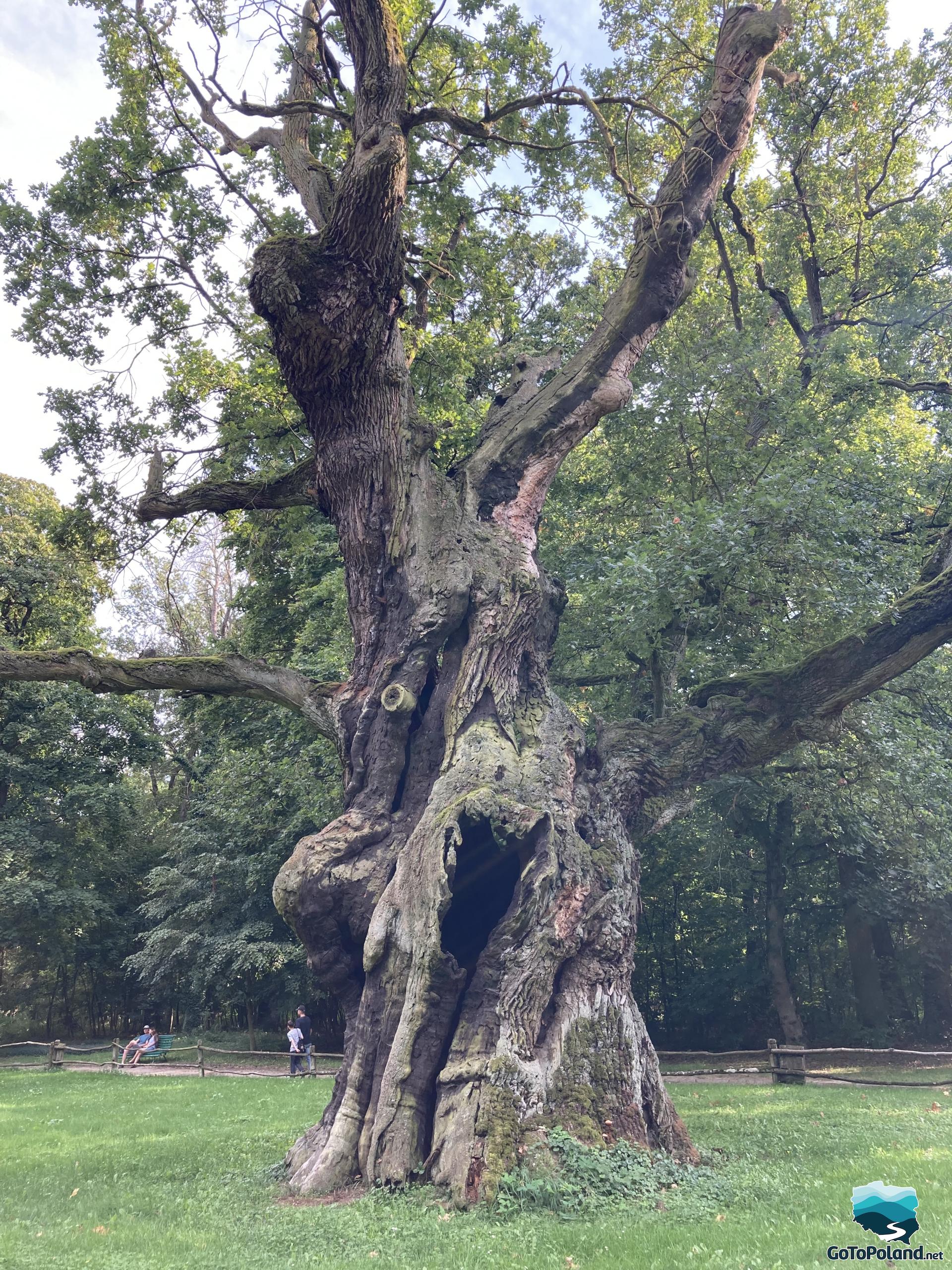 an old oak