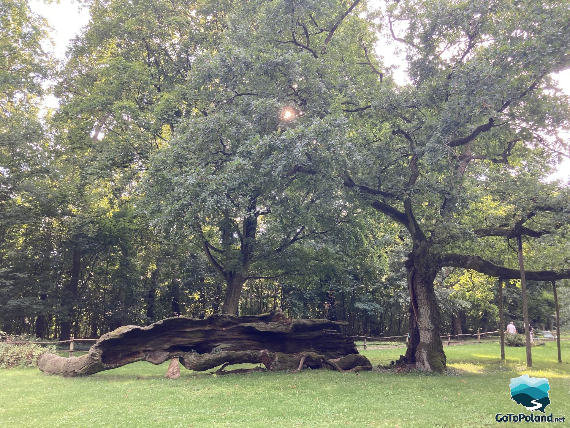 an old tree trunk lies on the grass next to another tree