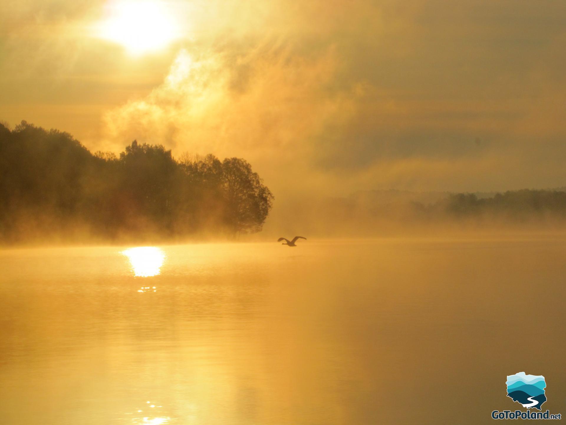 a dawn over the lake, a bird is flying over the lake