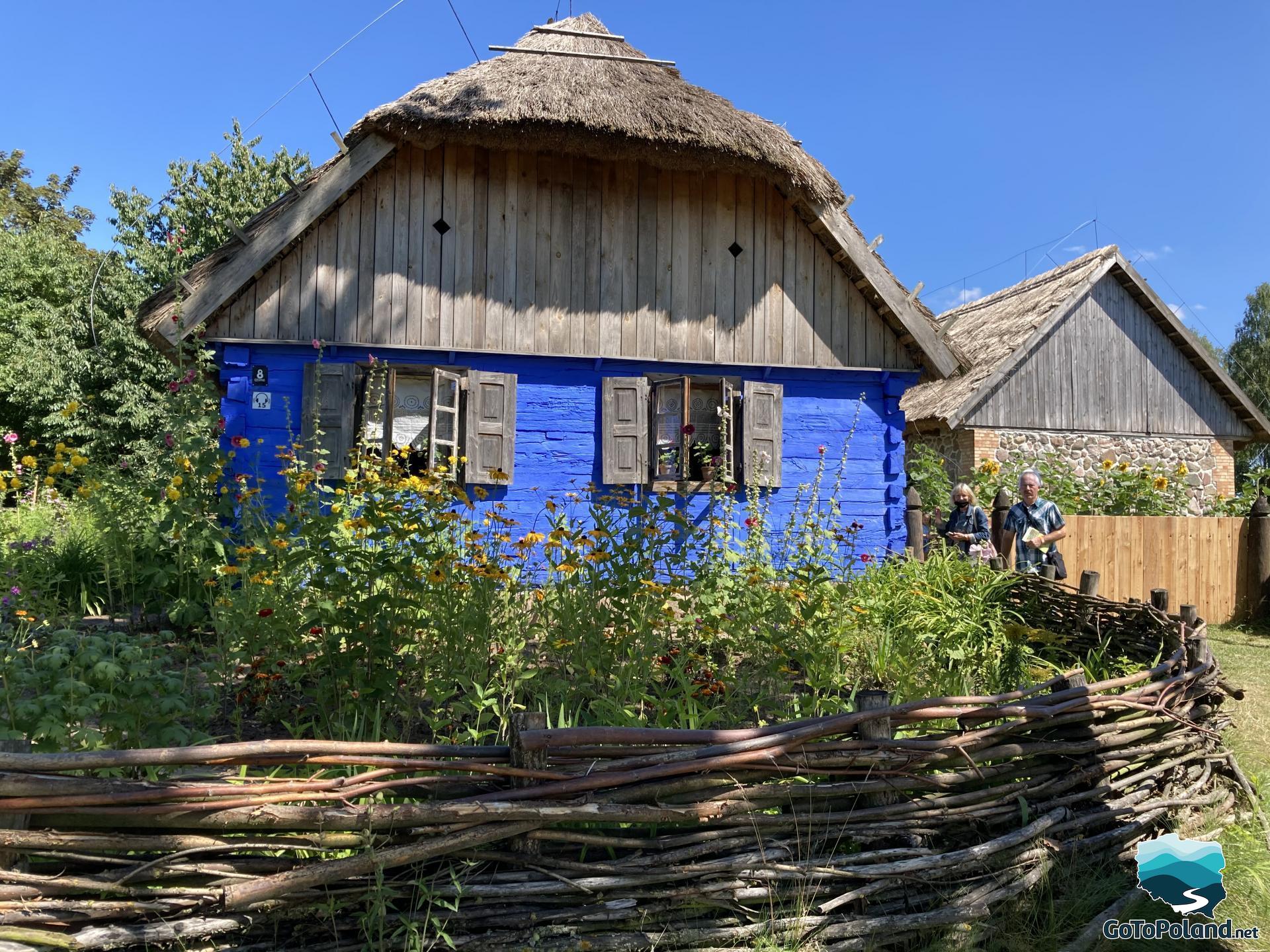 blue peasant hut among wild yellow flowers