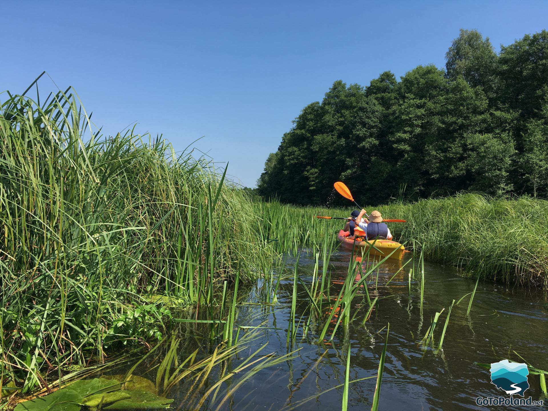 A few people are kayaking, reeds grow along the river, the sky is cloudless