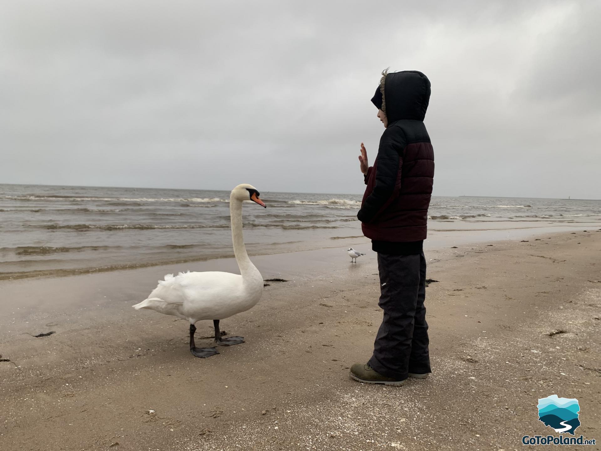 a boy and a swan on the beach