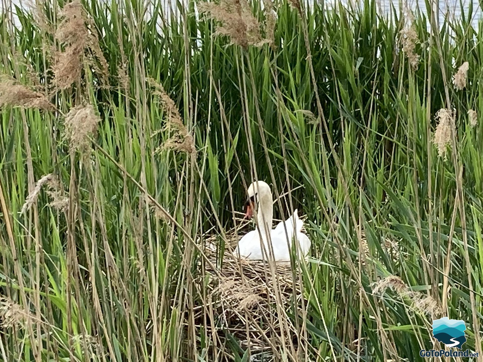 A white swan on the nest by the pond
