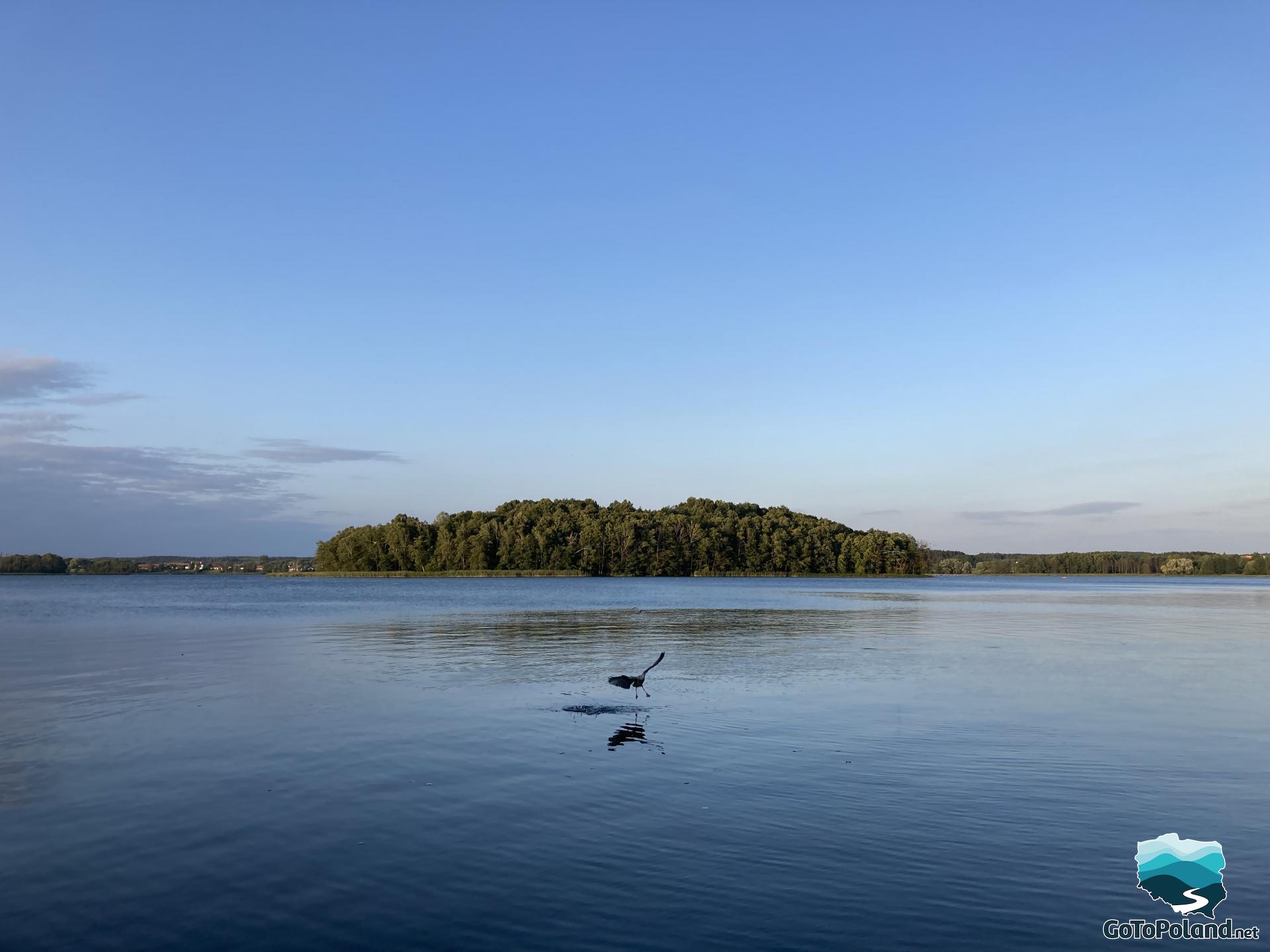 A bird landing on the surface of the lake