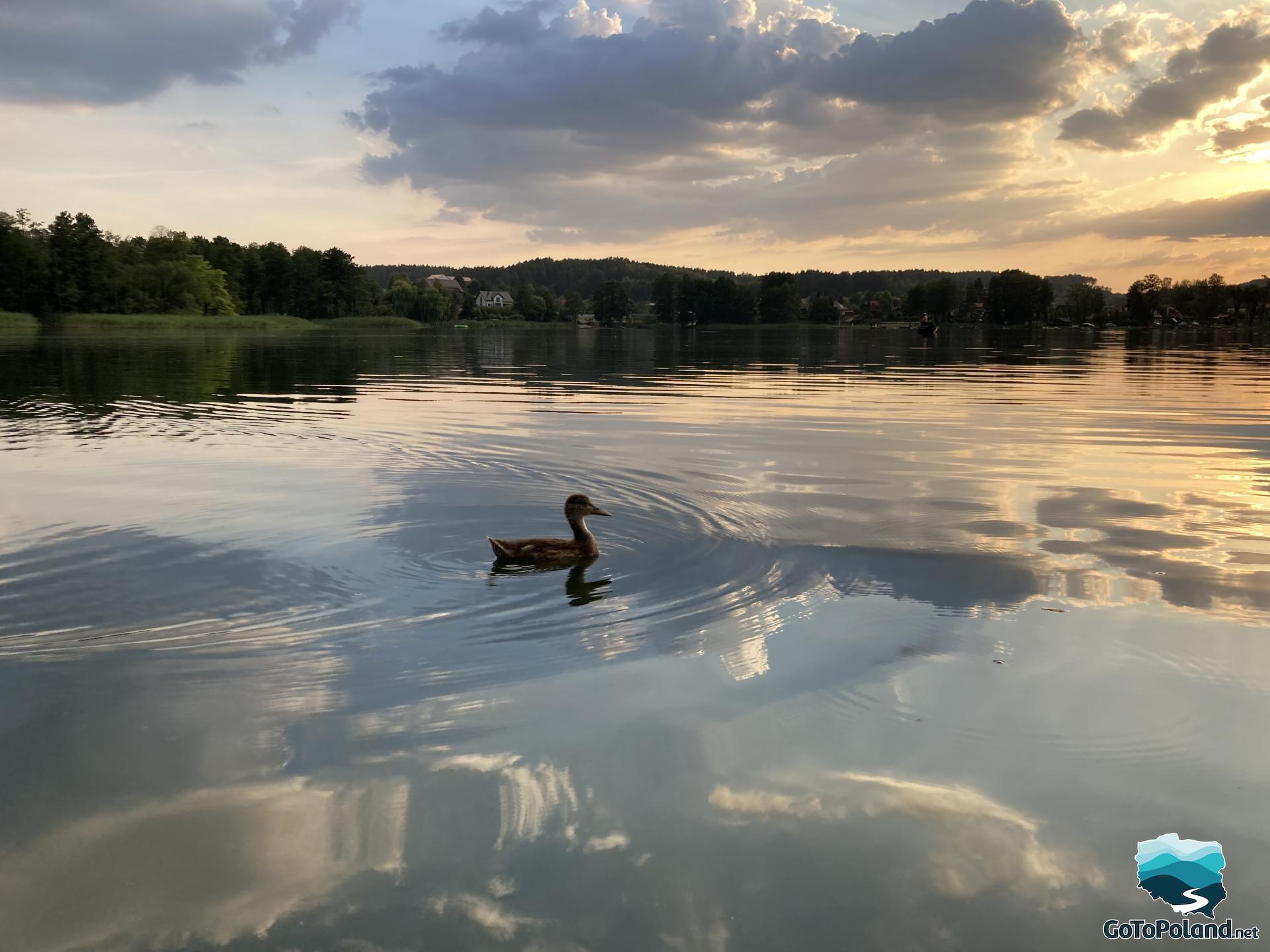 a mallard duck swimming on the lake