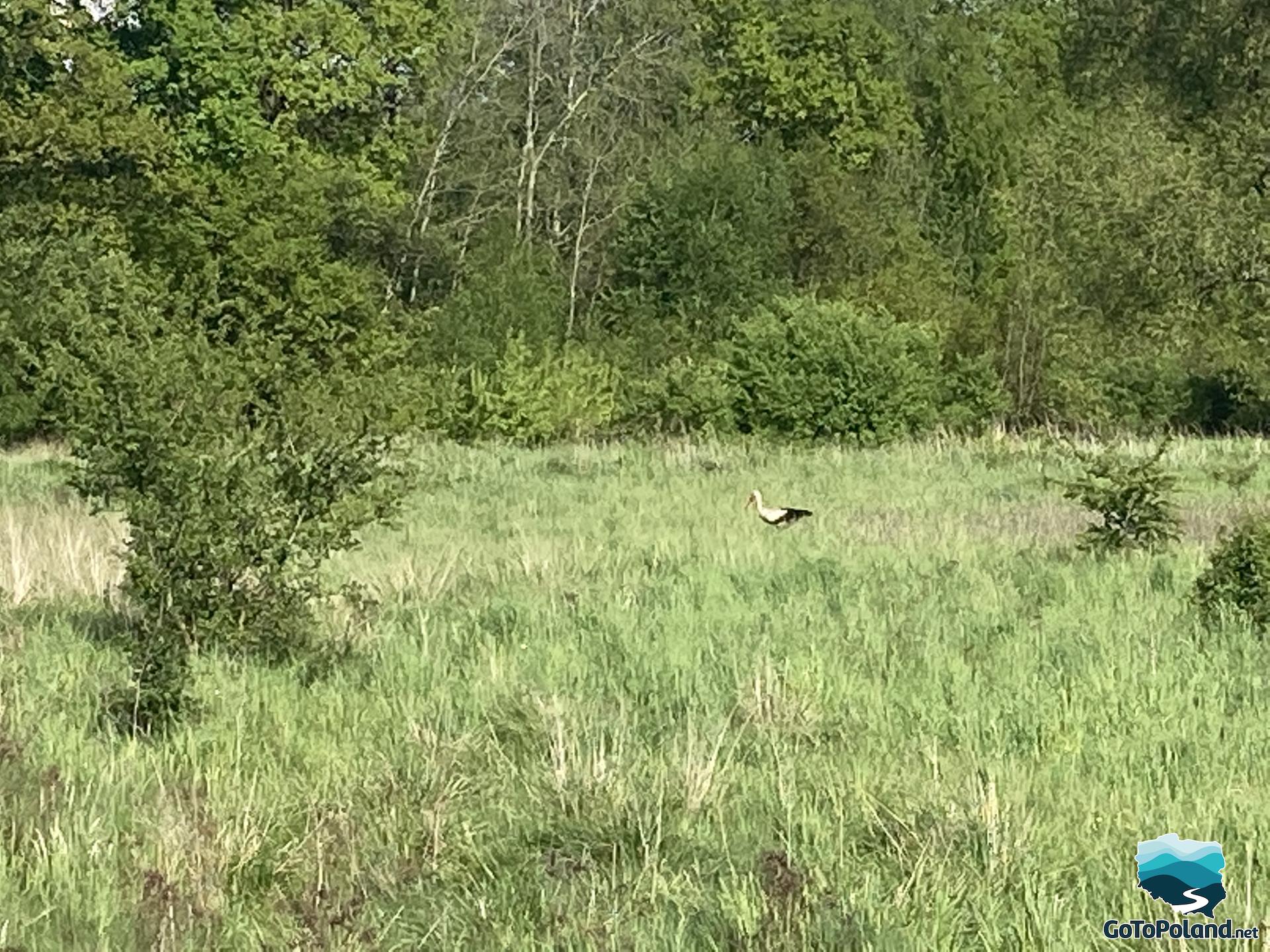 A white and black stork in the grass, forest in the background