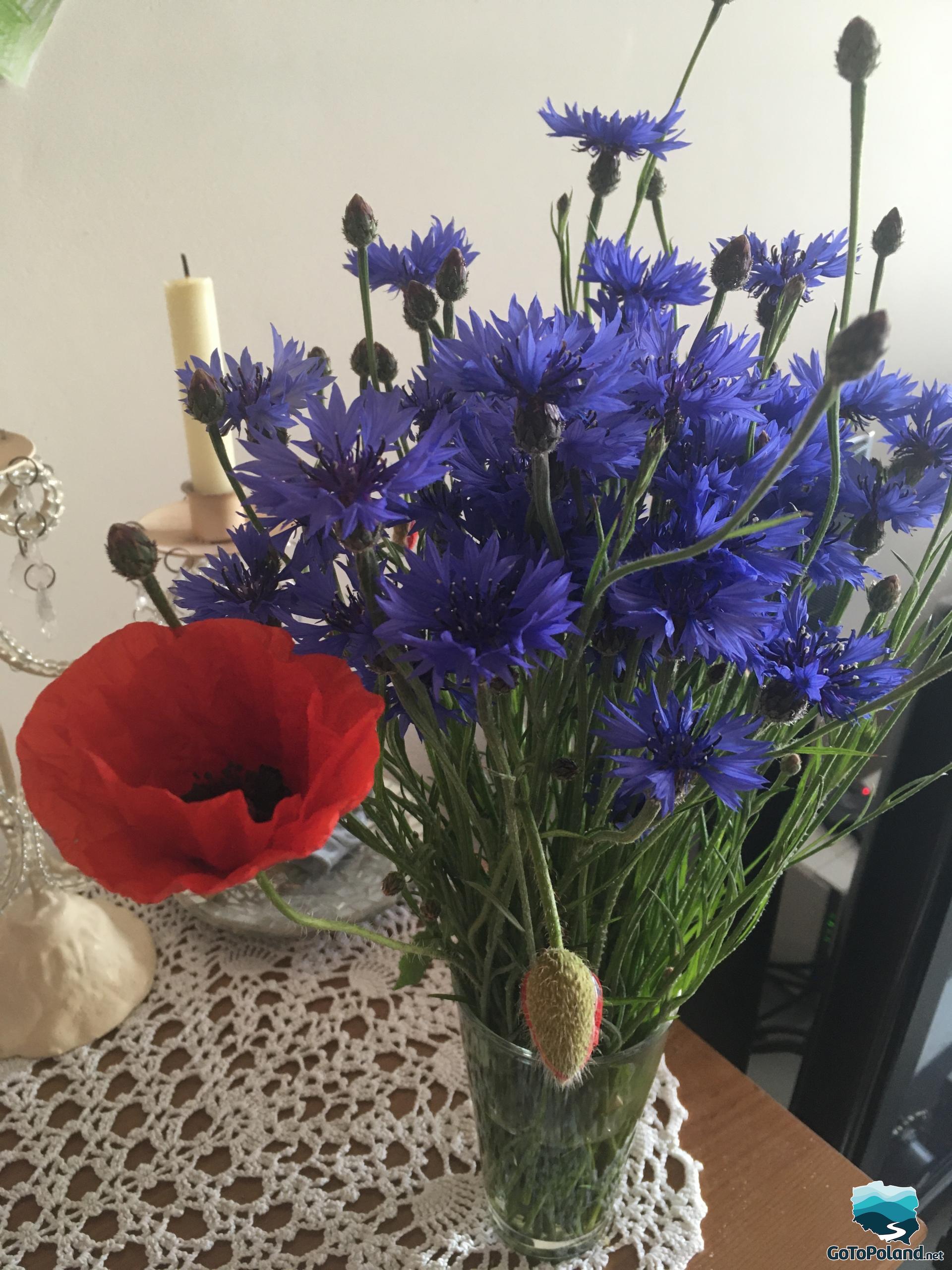 One red poppy and blue cornflowers in a crystal vase standing on the table 