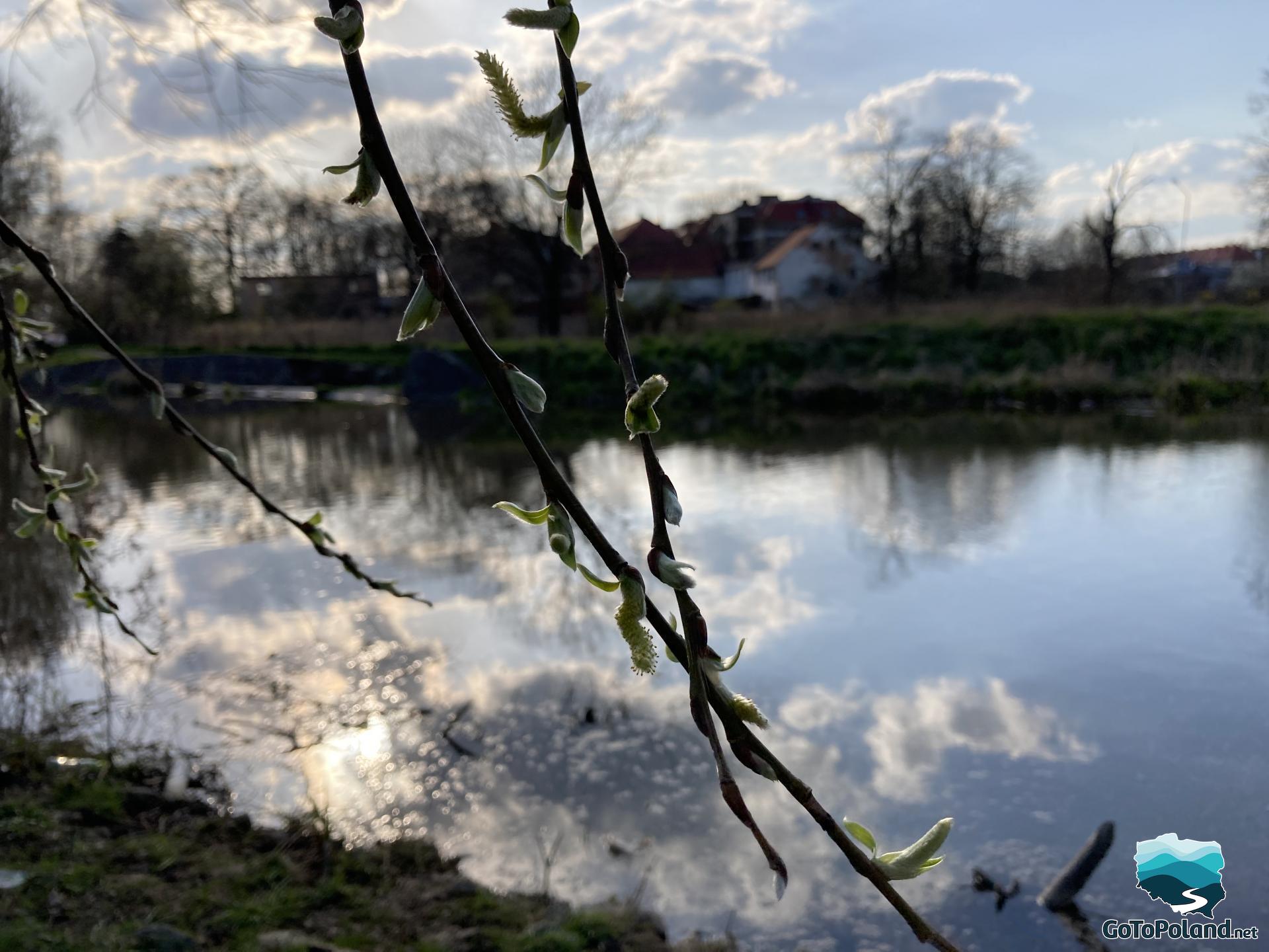 Small buds on two tree branches, a river in the background