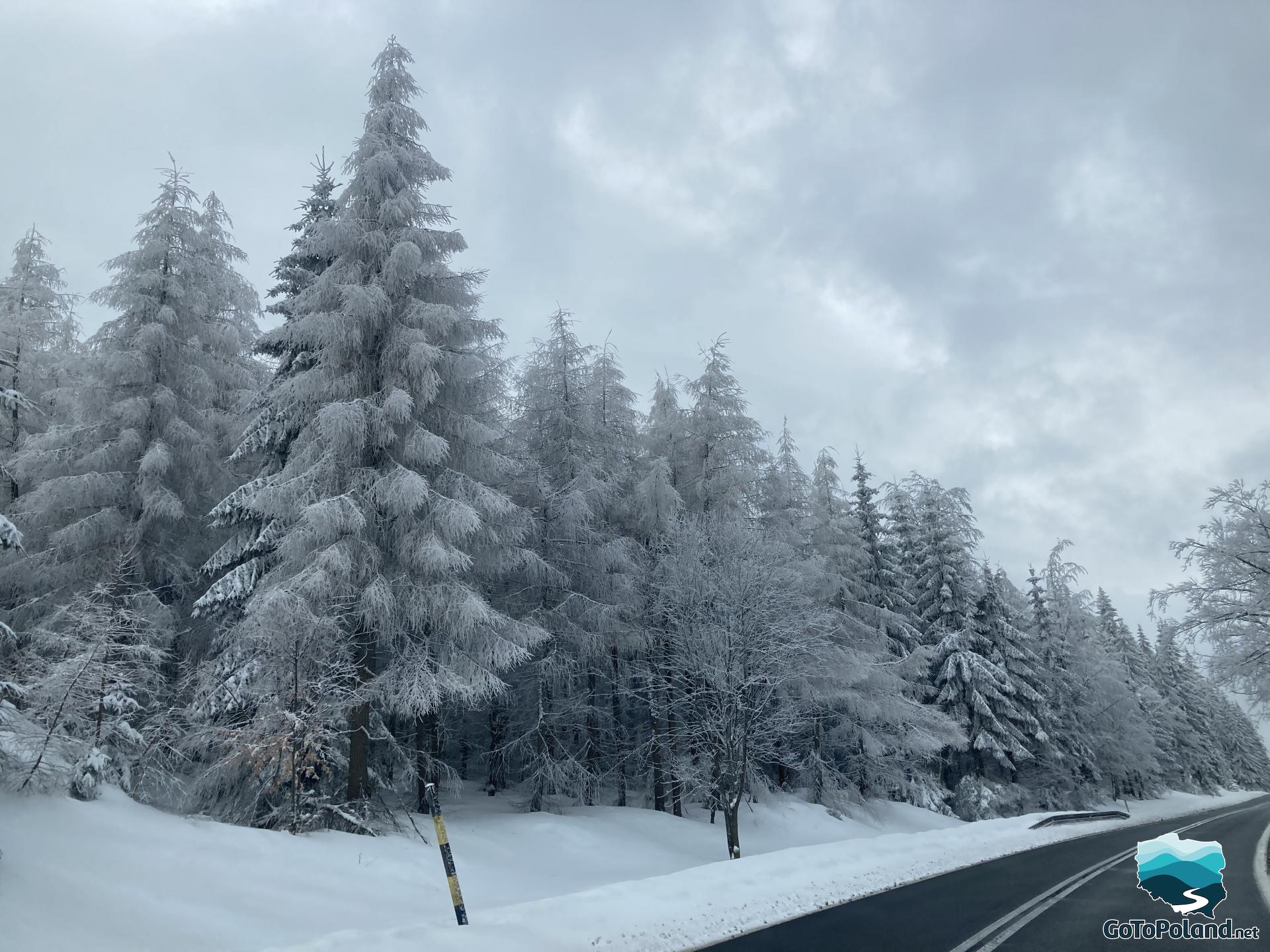 A winter landscape, trees with rime, a road in the background 