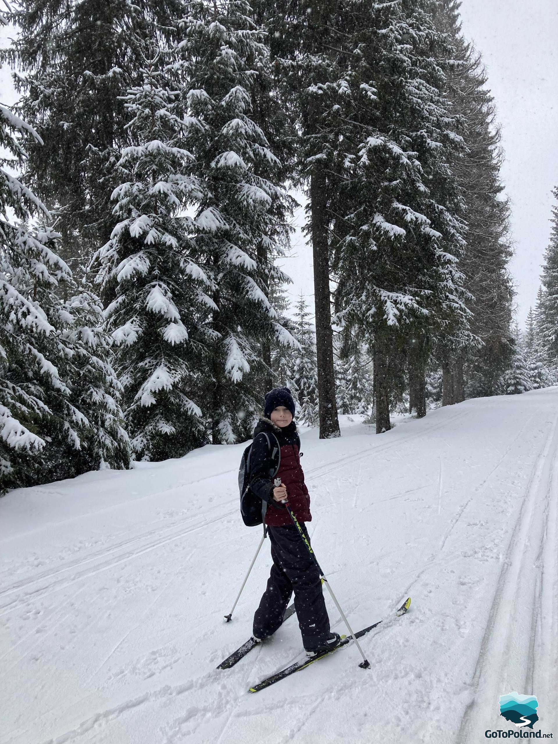 A boy on cross-country skies standing on a trail, high spruces behind him