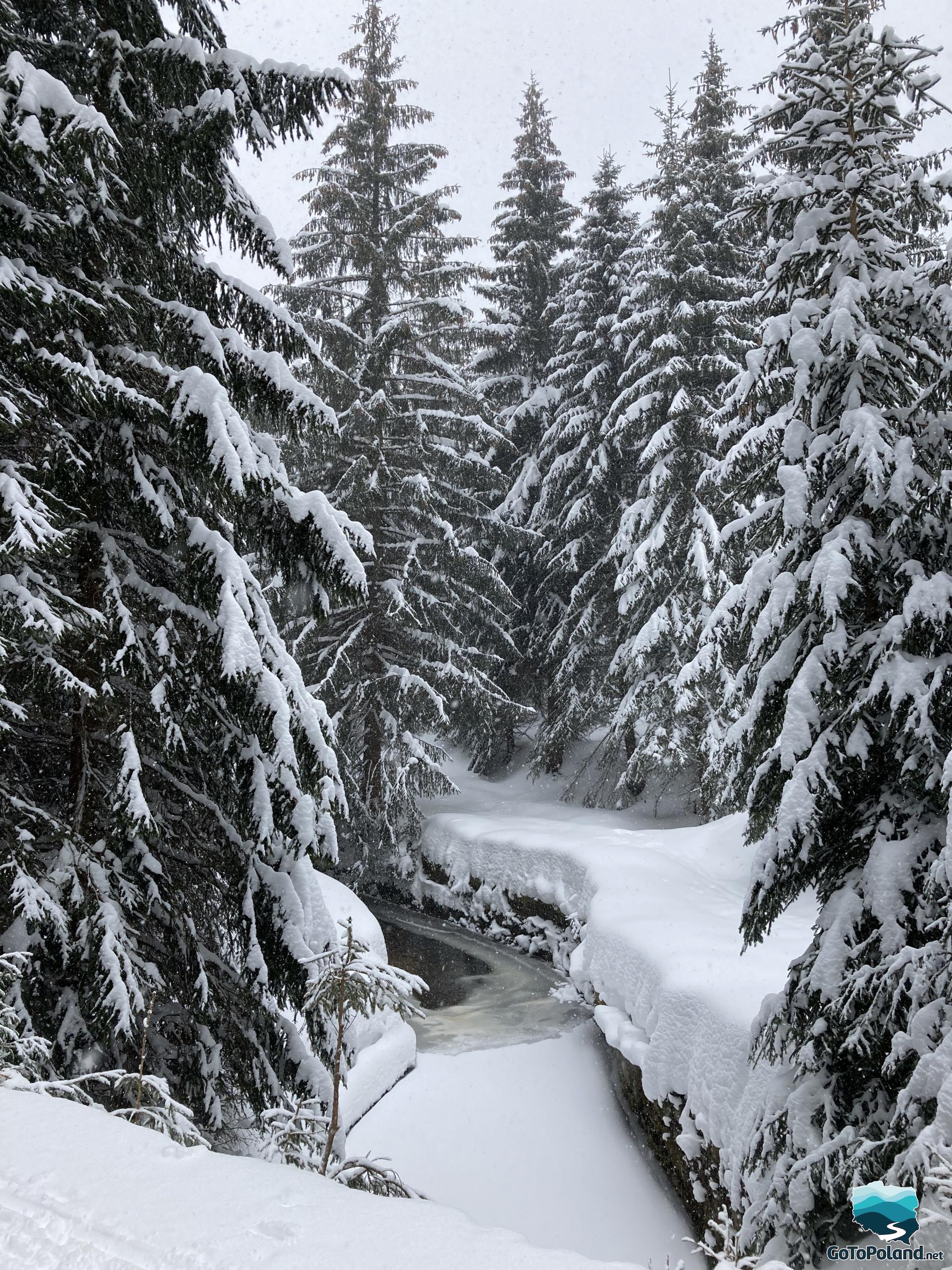 High spruce trees covered with snow, frozen brook in the background 