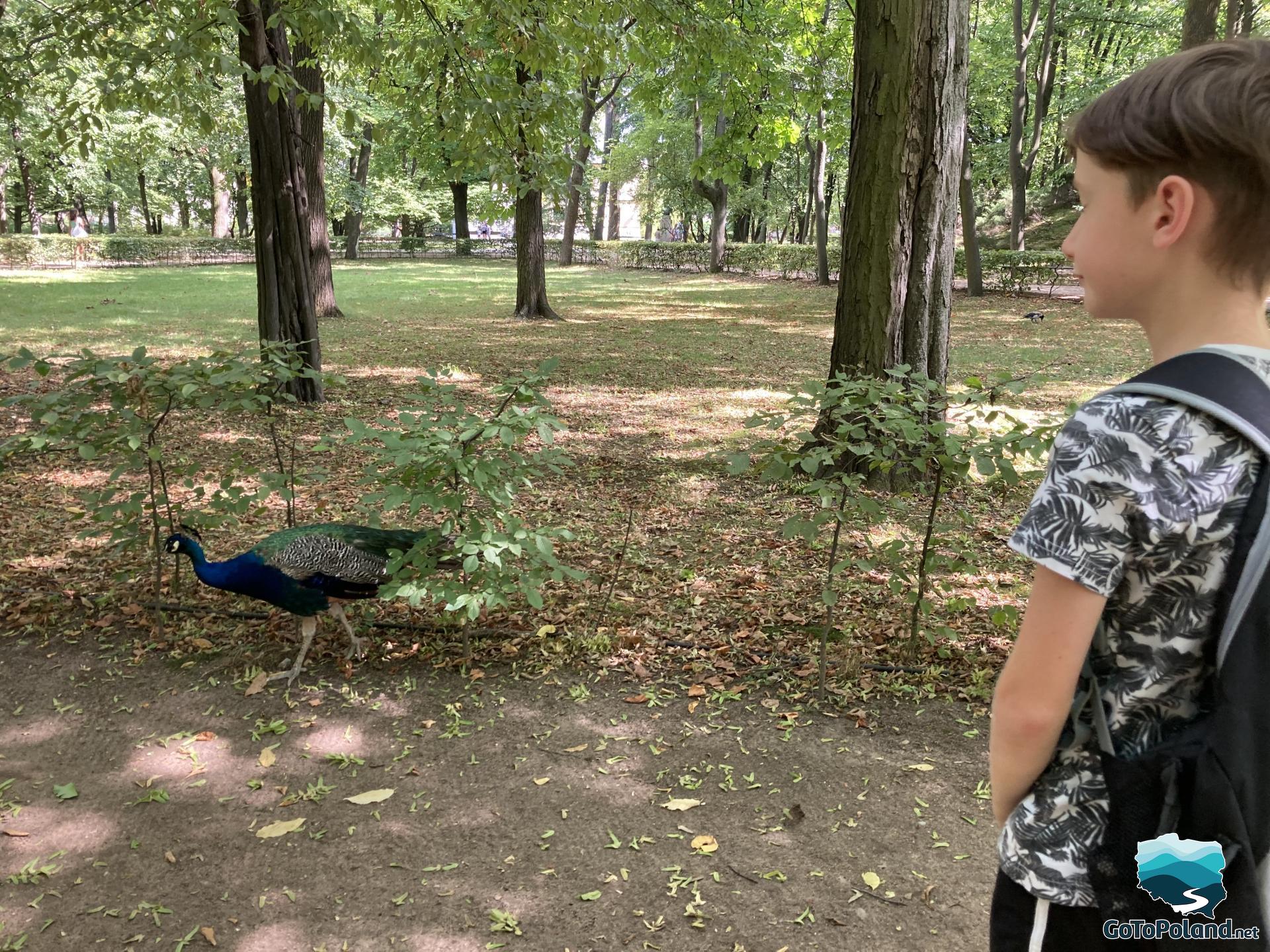 a boy is watching a peacock in a park