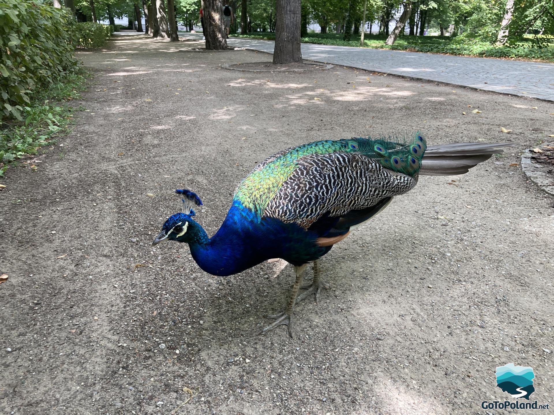a peacock closer up