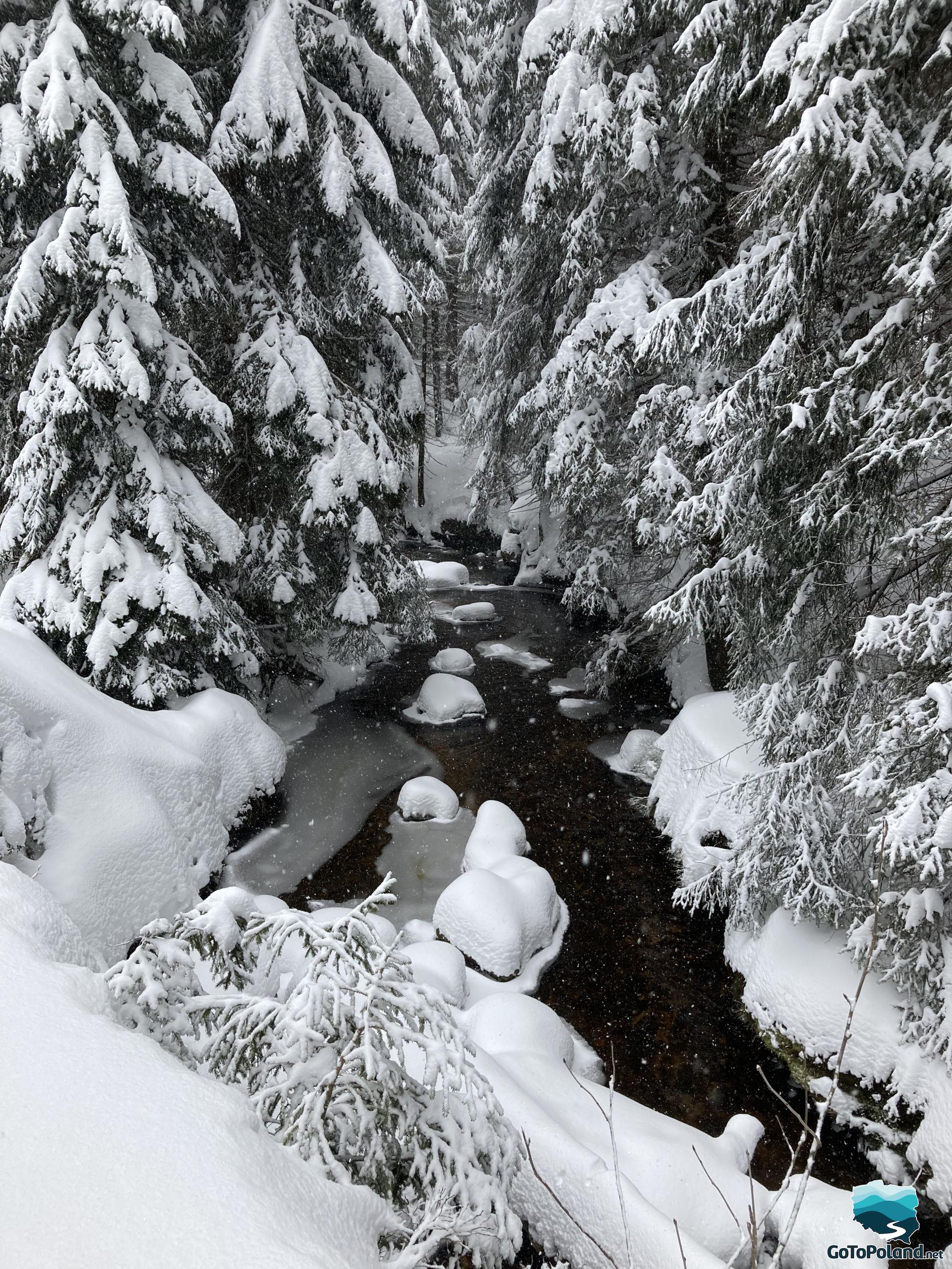 Winter landscape with spruces and large stones in a brook covered with snow