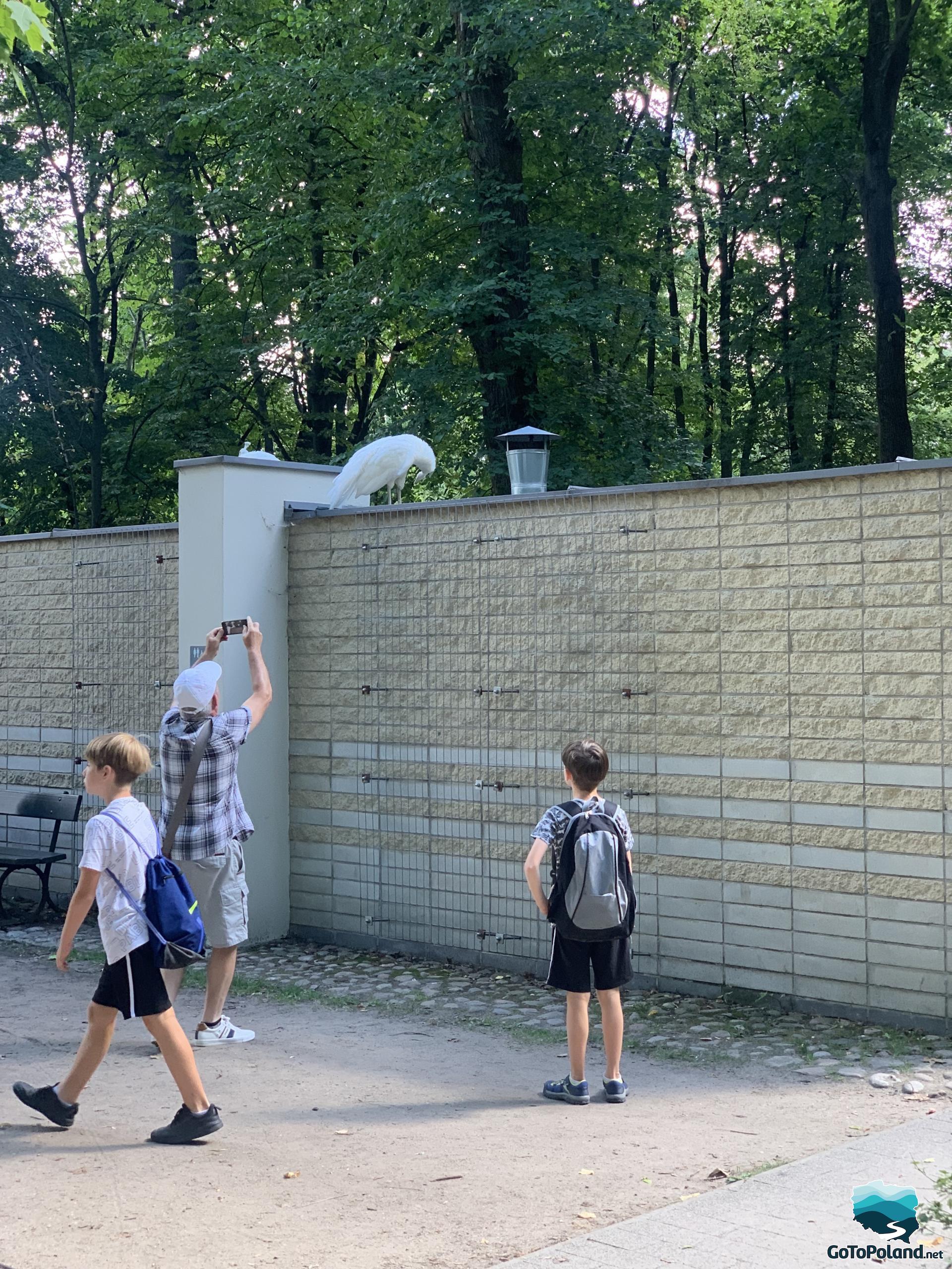 two boys are in front of the wall, on the top of this wall there are white peacocks, a man is taken a photo of them