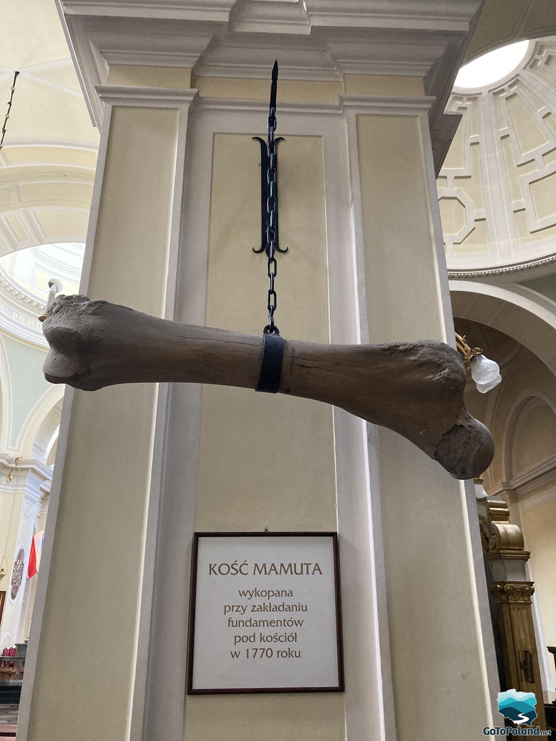 huge, mammoth bone found in 1770 while digging the foundations for the church, the bone hangs in the church