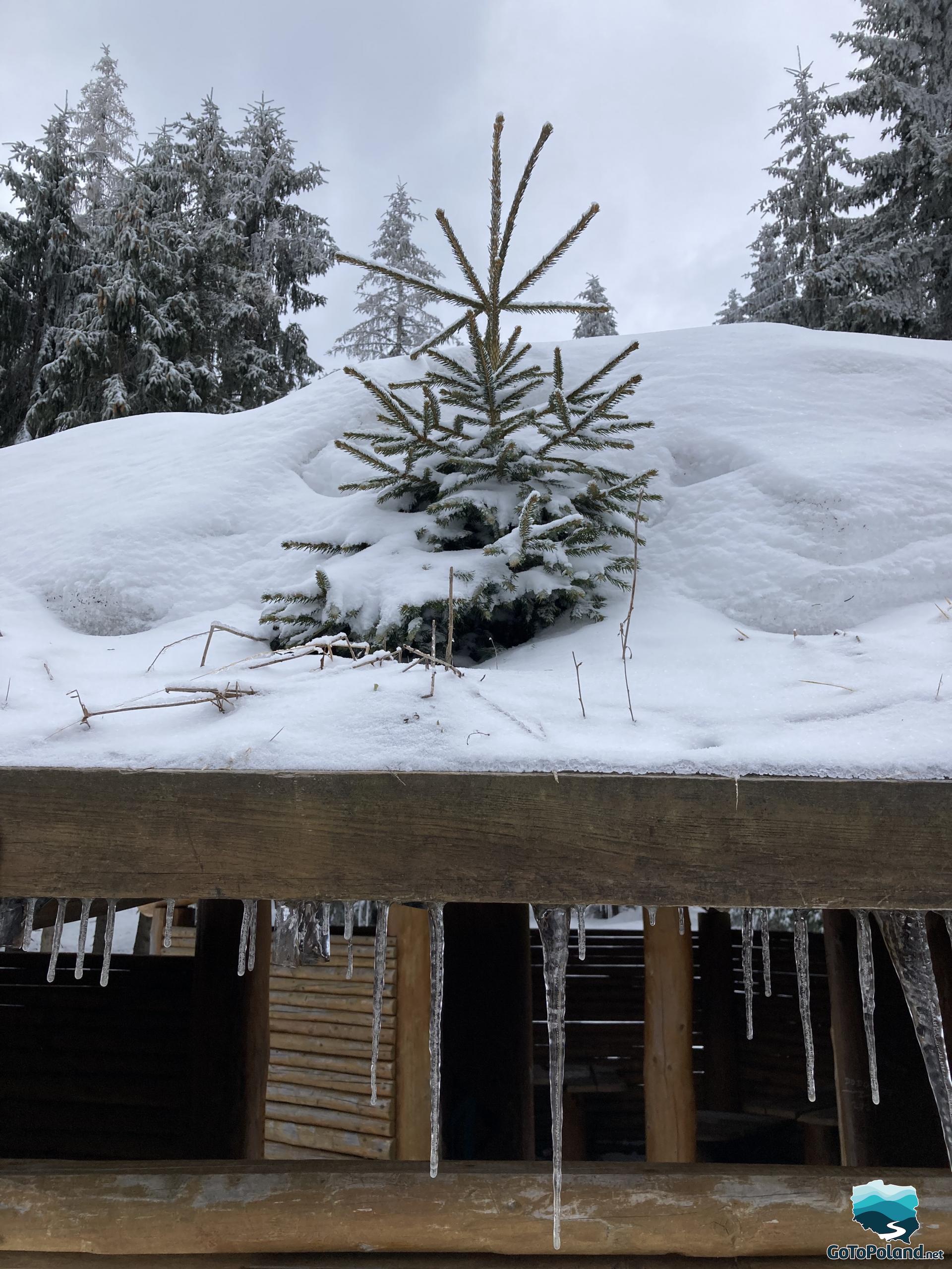 A small spruce tree growing on the roof of the hut. Icicles hanging from the roof of this hut 