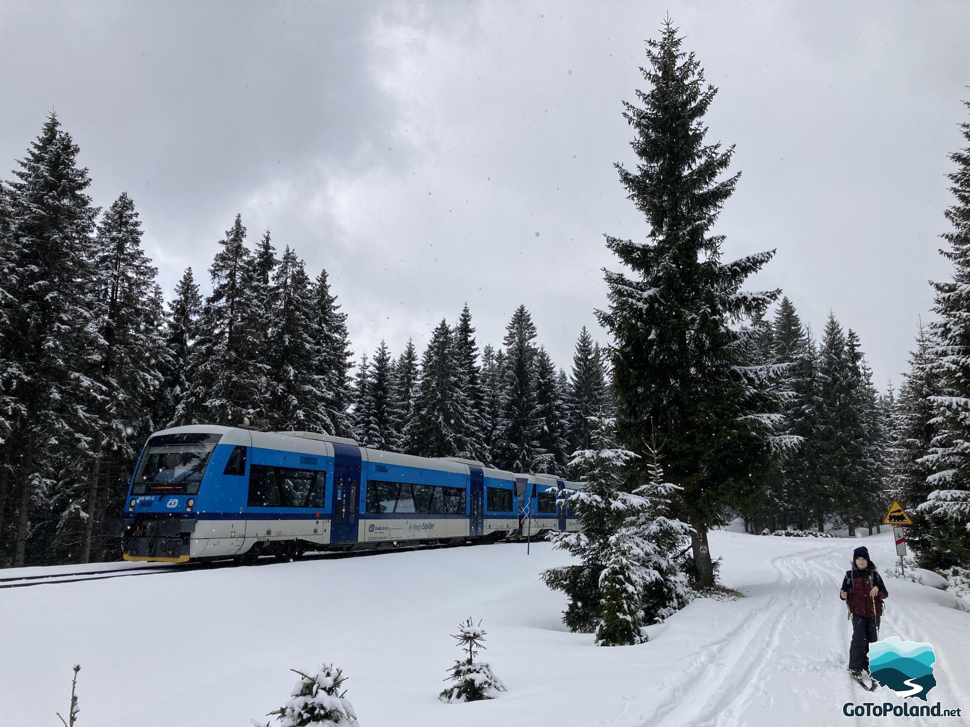 A boy on cross-country skies, the blue, moving train, spruces in the background 