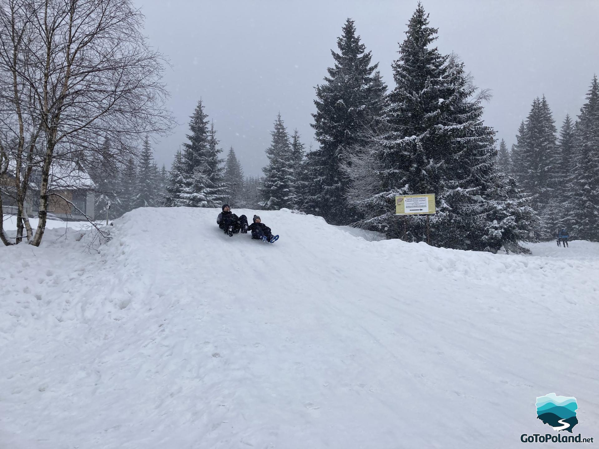 A man and his son sledding down a small hill, spruces in the background 