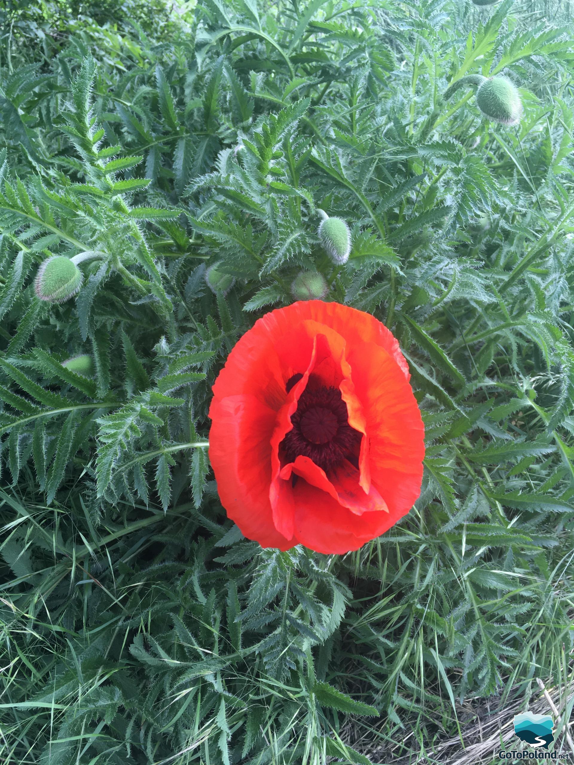 A red poppy growing between the grasses