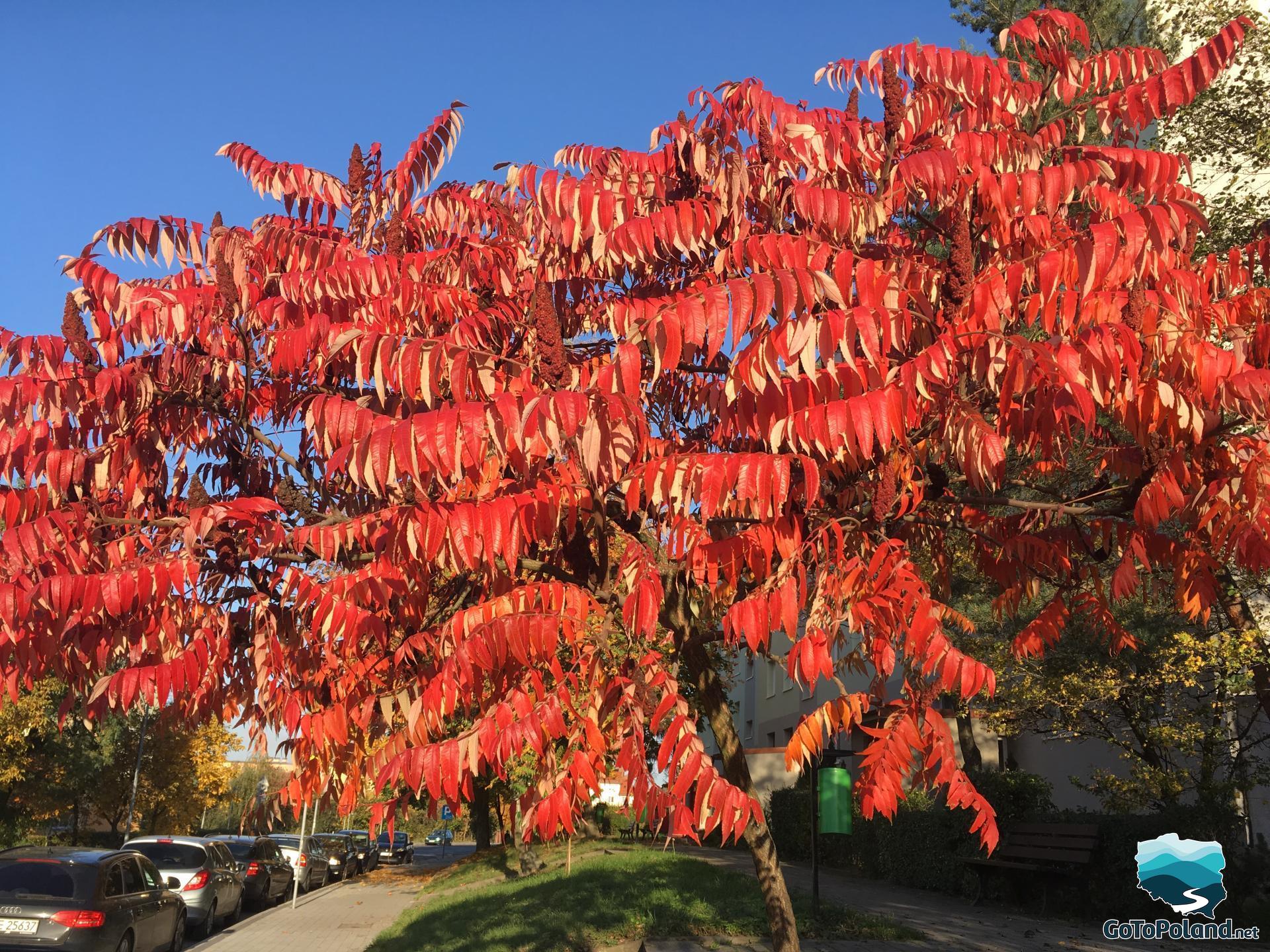 A small tree with red leaves