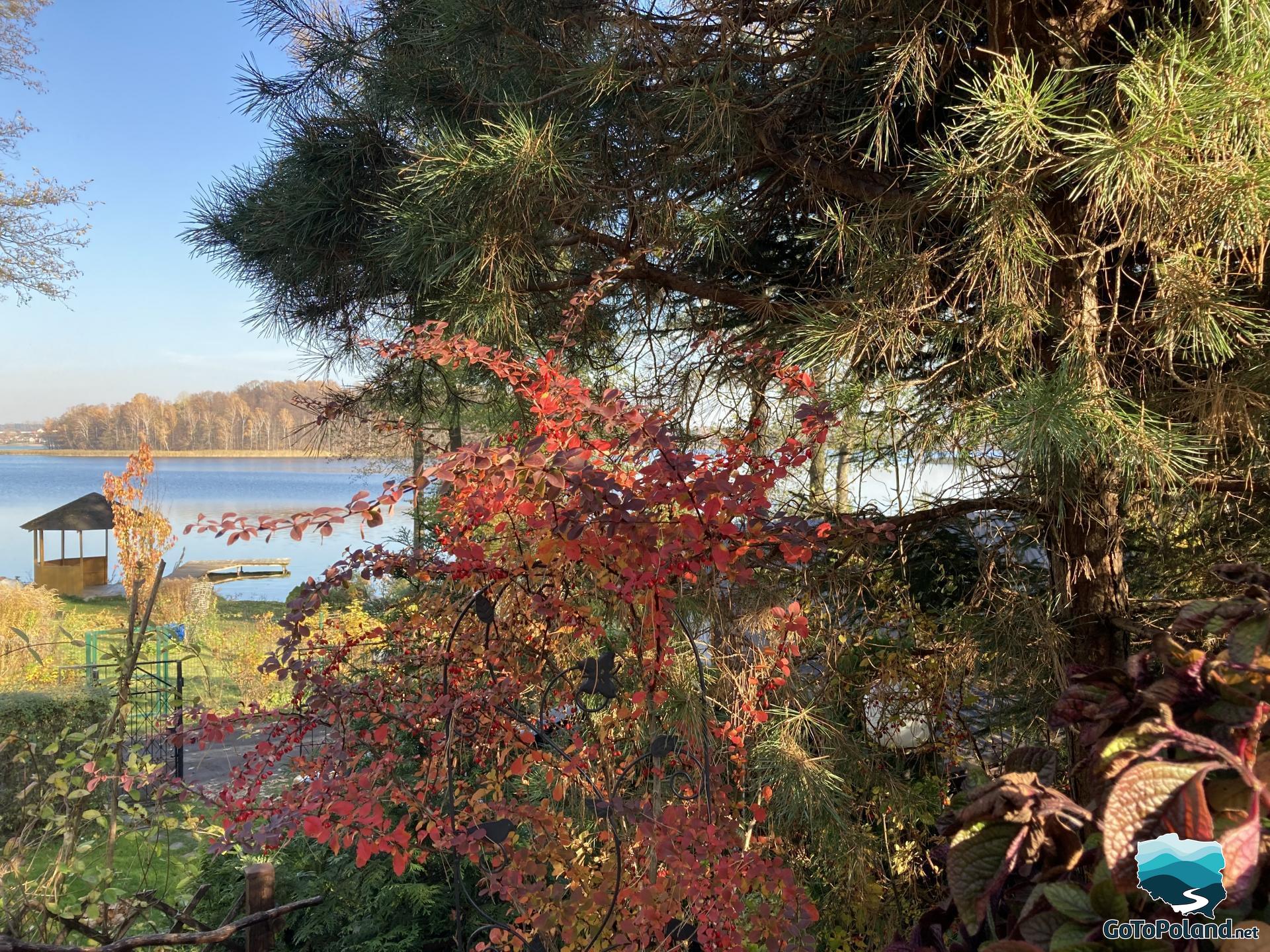 Trees and bushes with colorful leaves, a lake in the background 