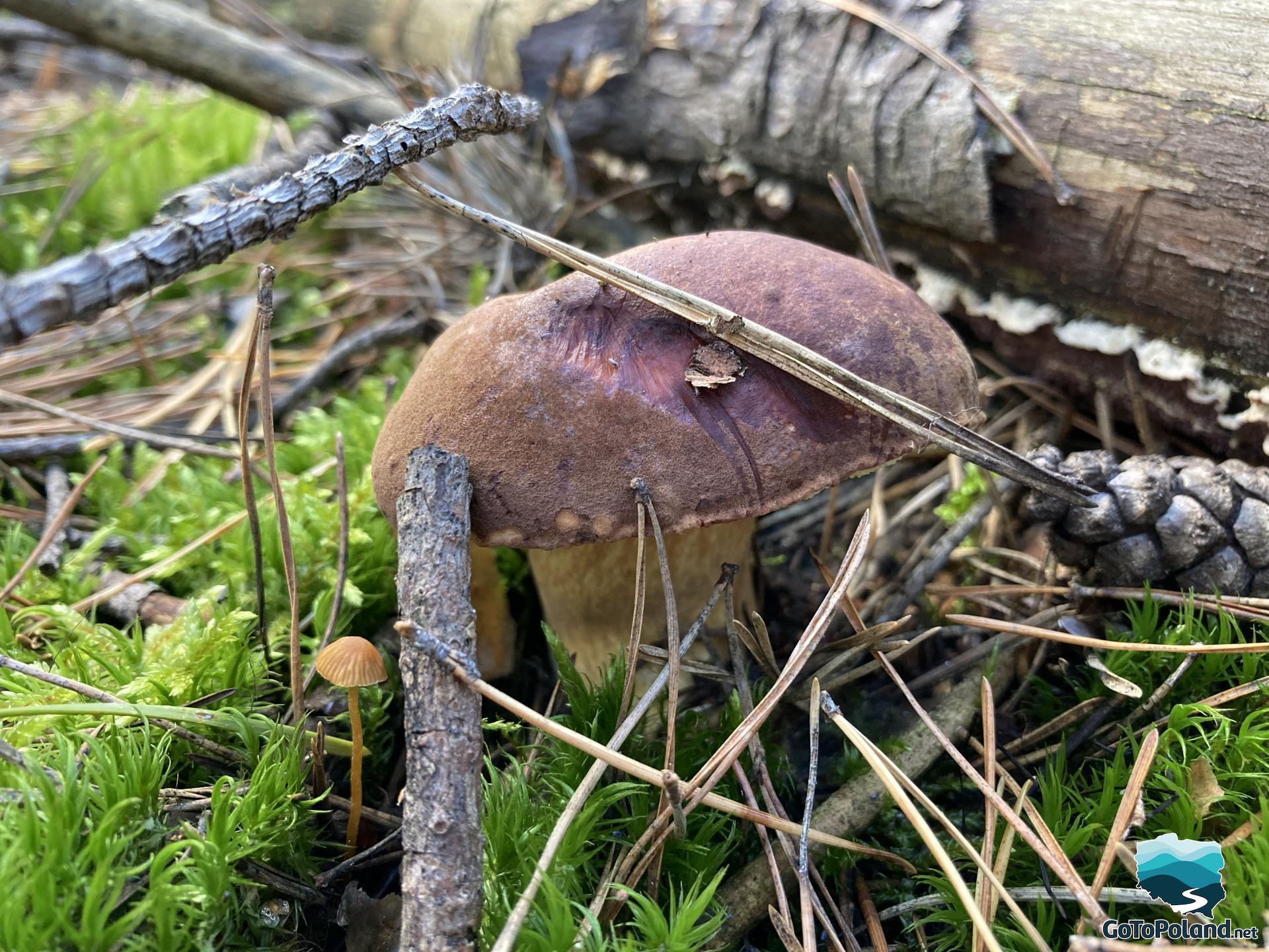 Brown bolete growing in moss in the forest