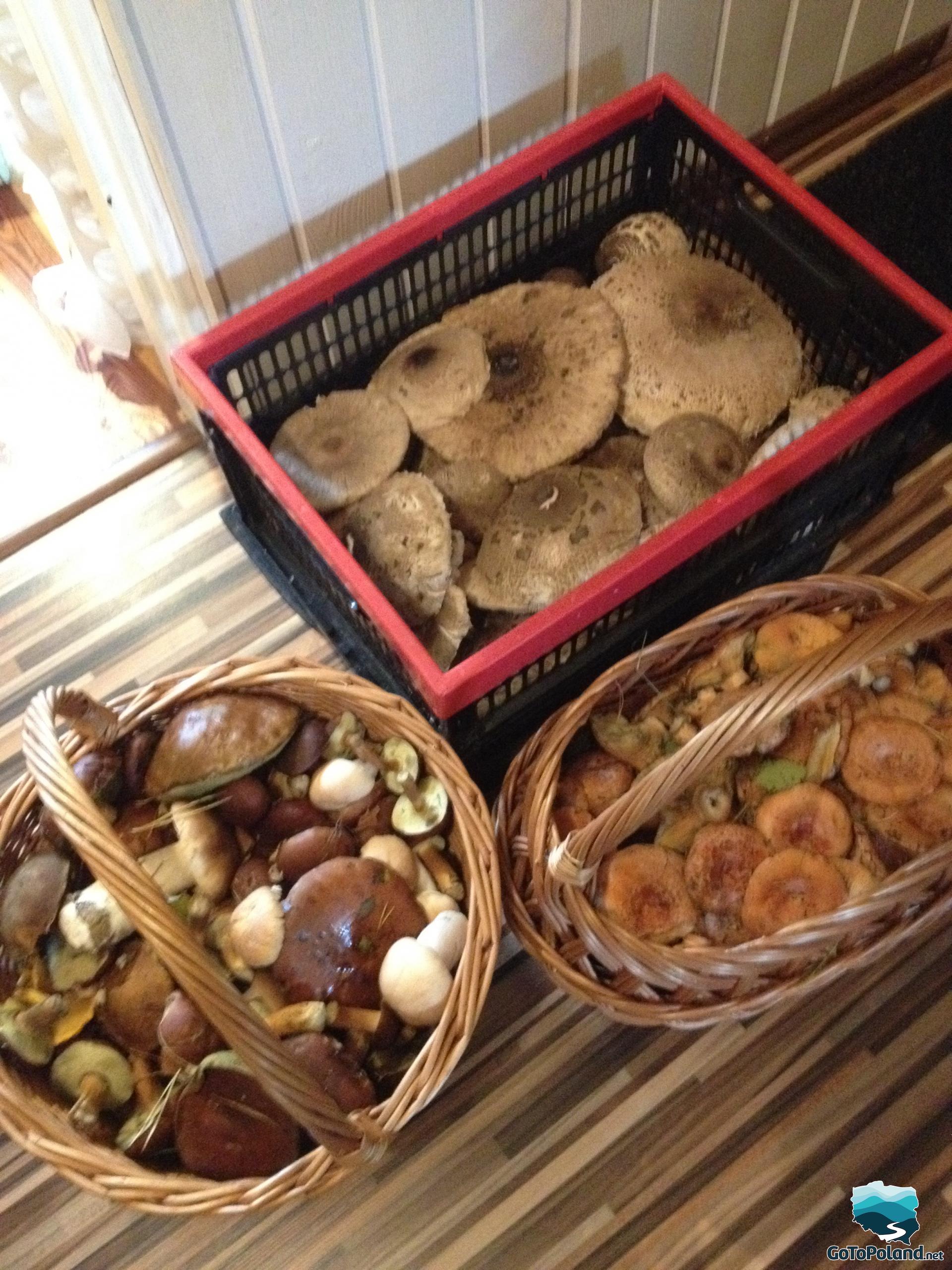 Tree baskets full of mushrooms standing on the floor in a flat