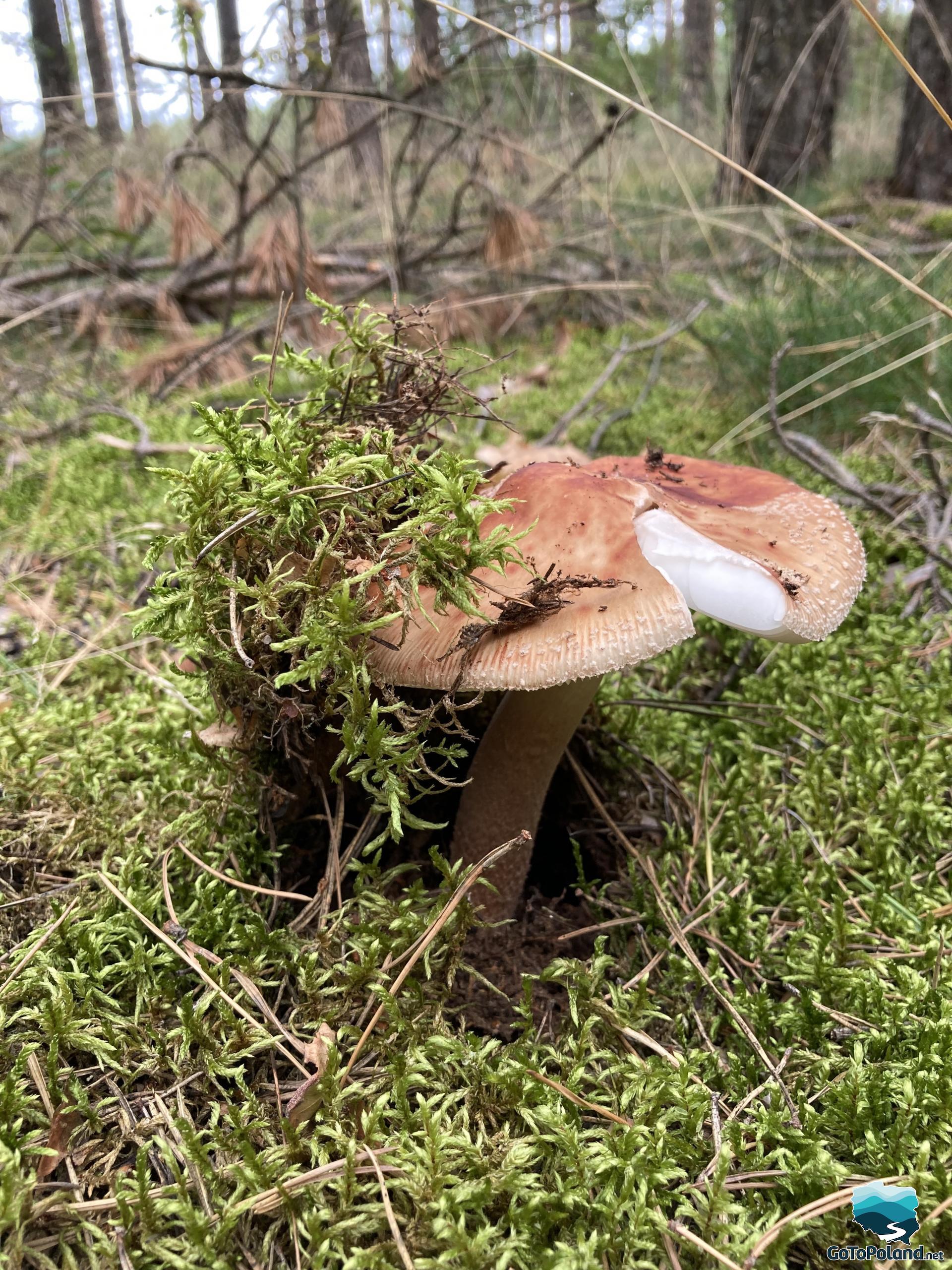 One, orange, inedible mushroom, maybe toadstool, growing in moss in a forest