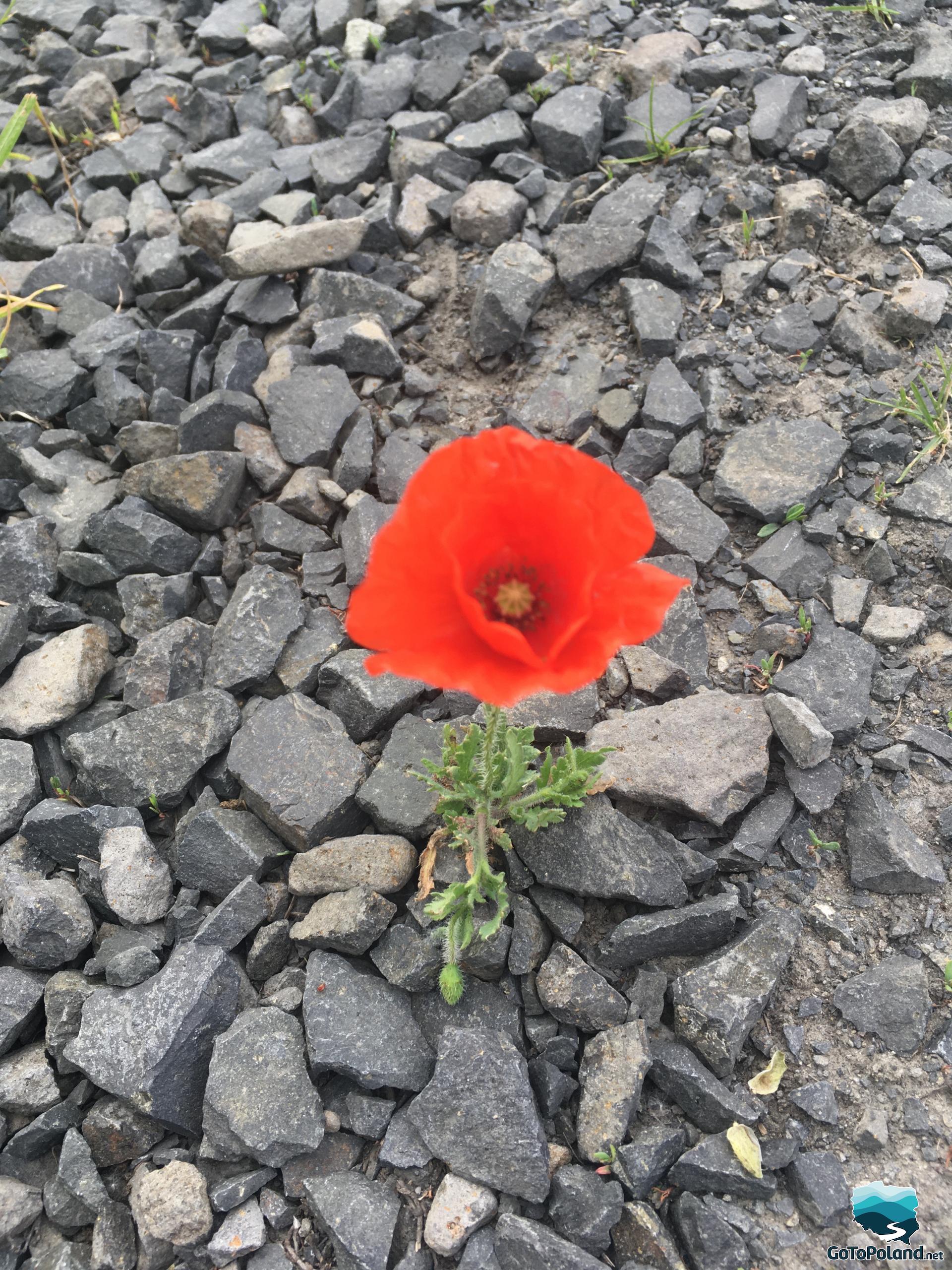 A red poppy growing alone between small, grey rocks