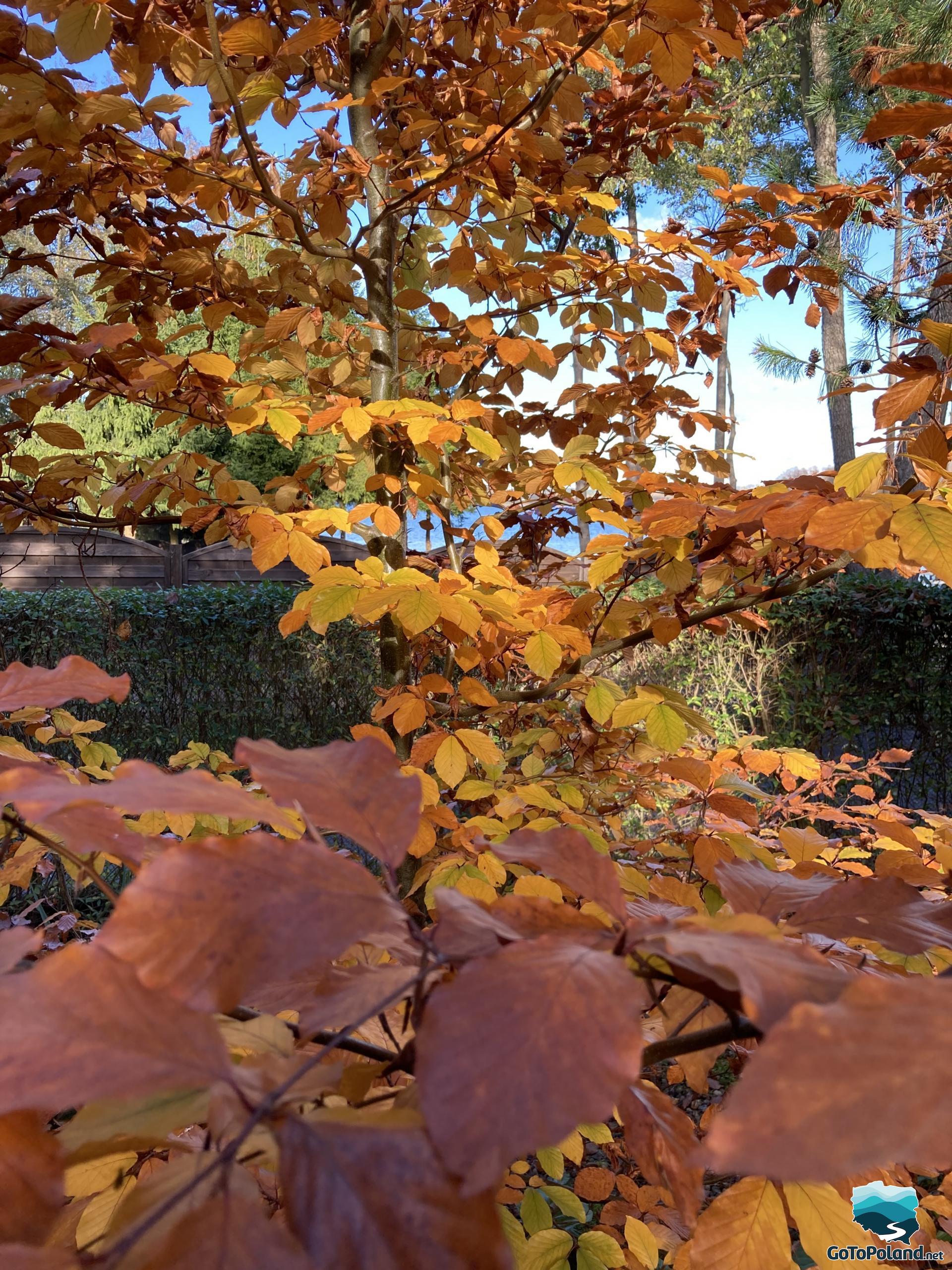 Trees with colorful leaves, a lake in the background 