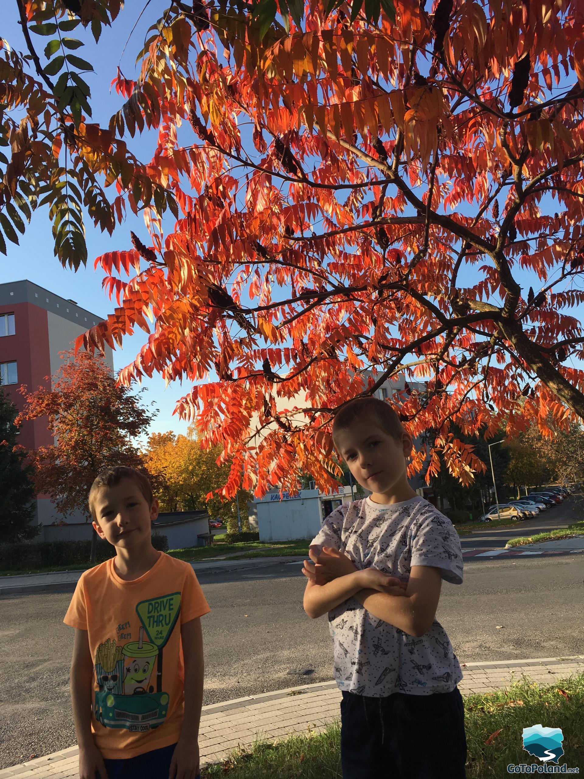 Two small boys who are standing under the tree with red leaves