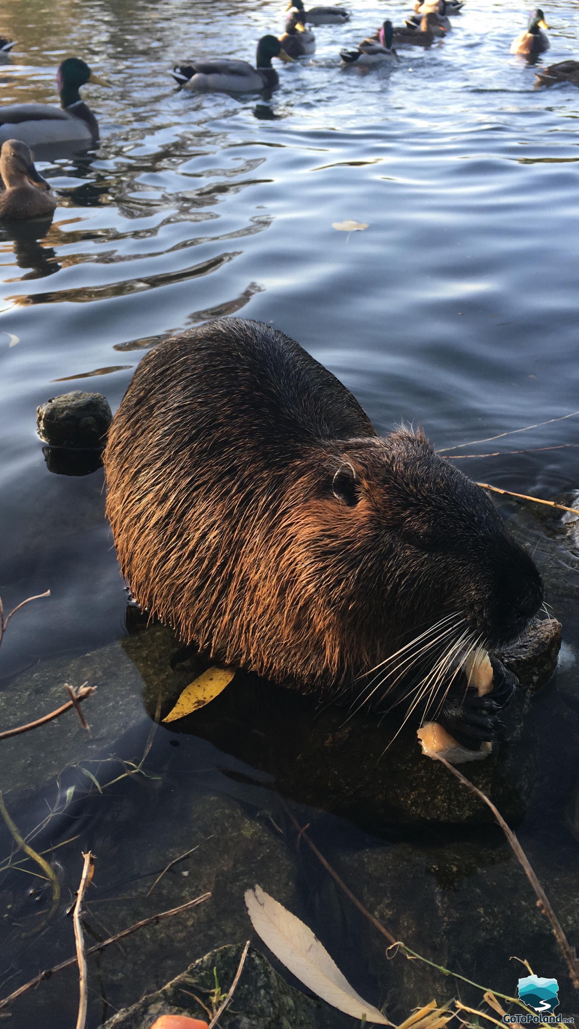 A nutria close up, on the bank of the river