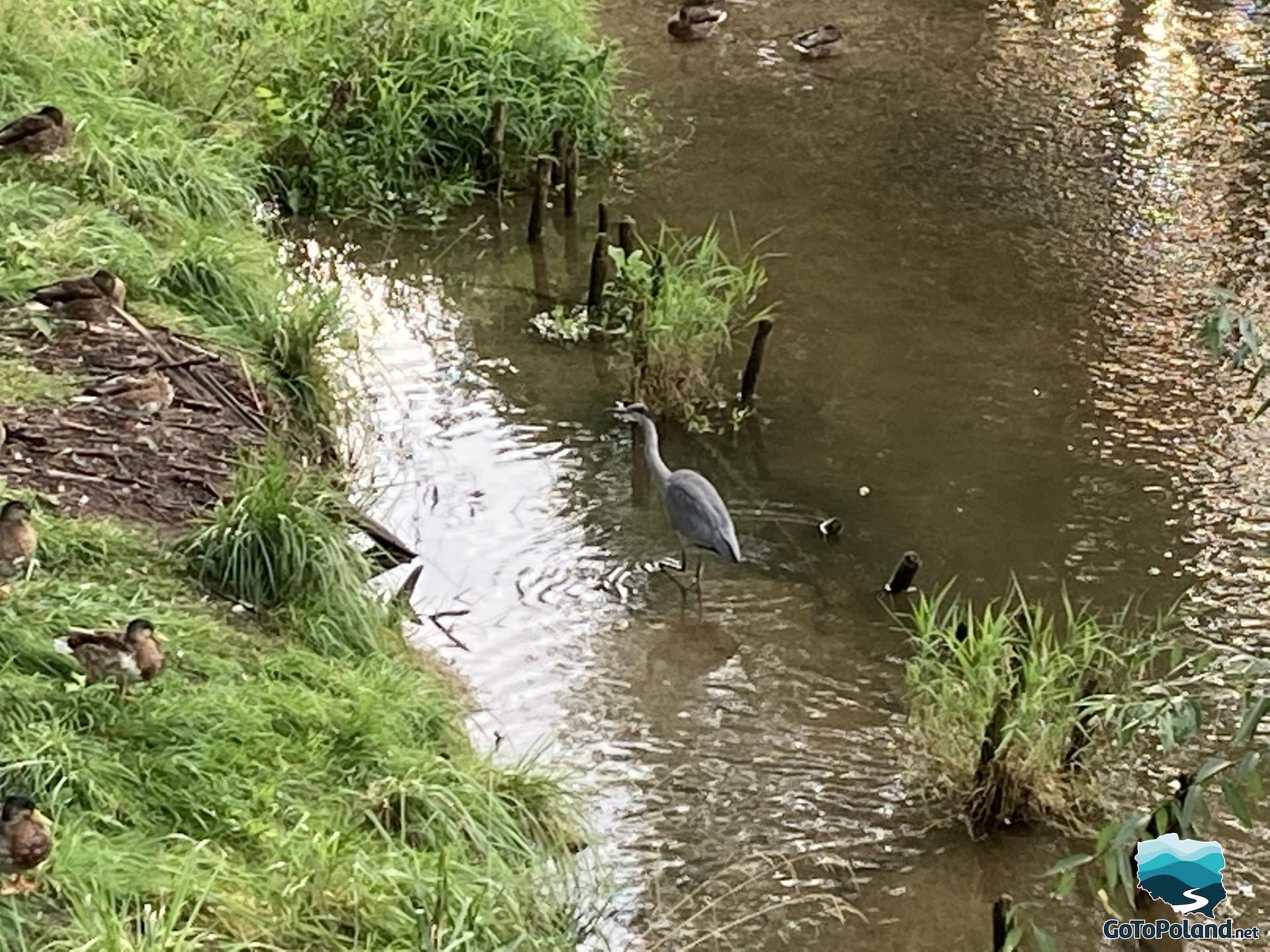 A gray heron wading in the river