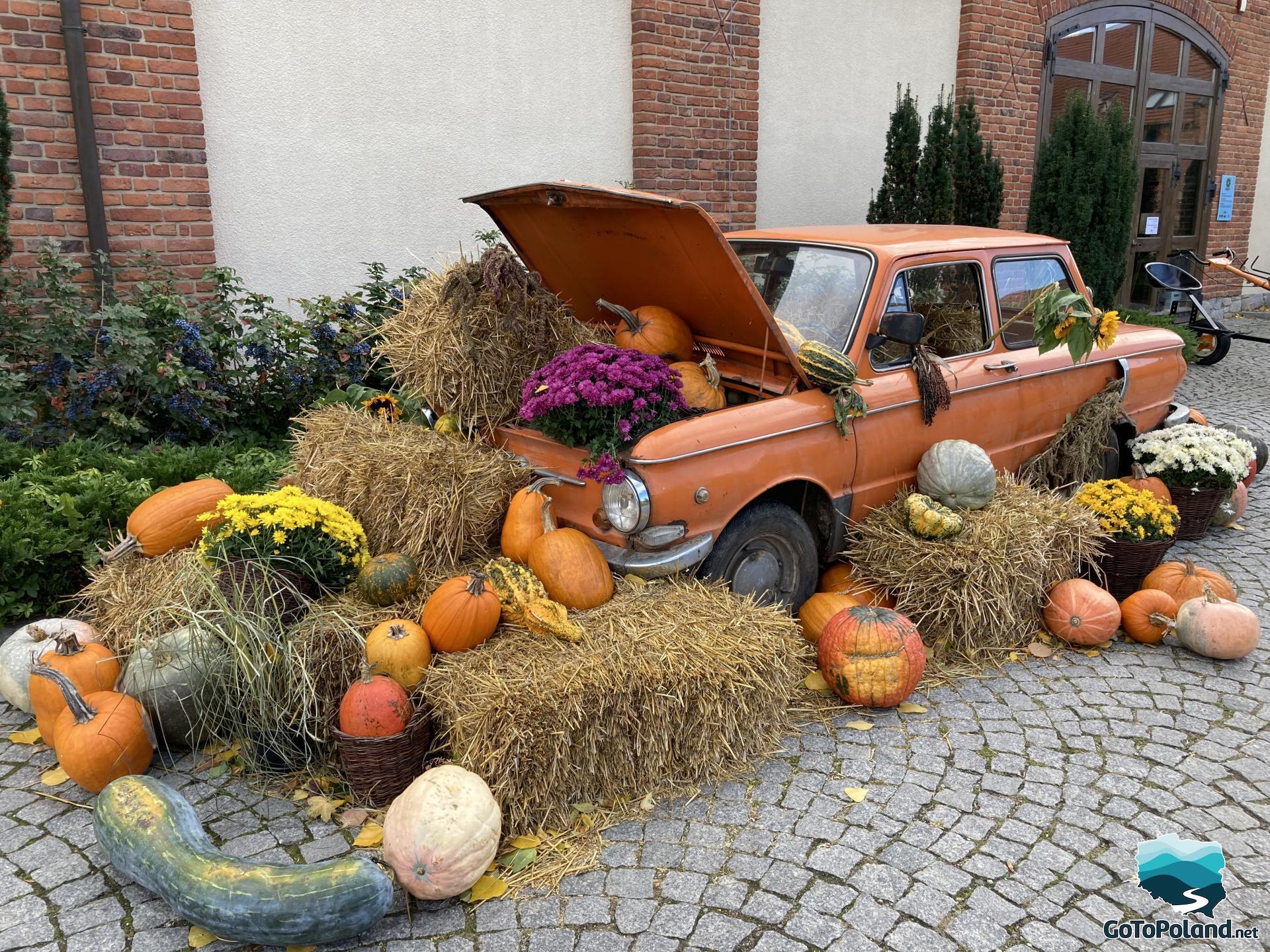 An old car with a many orange pumpkins, violet and yellow flowers and hay as decoration