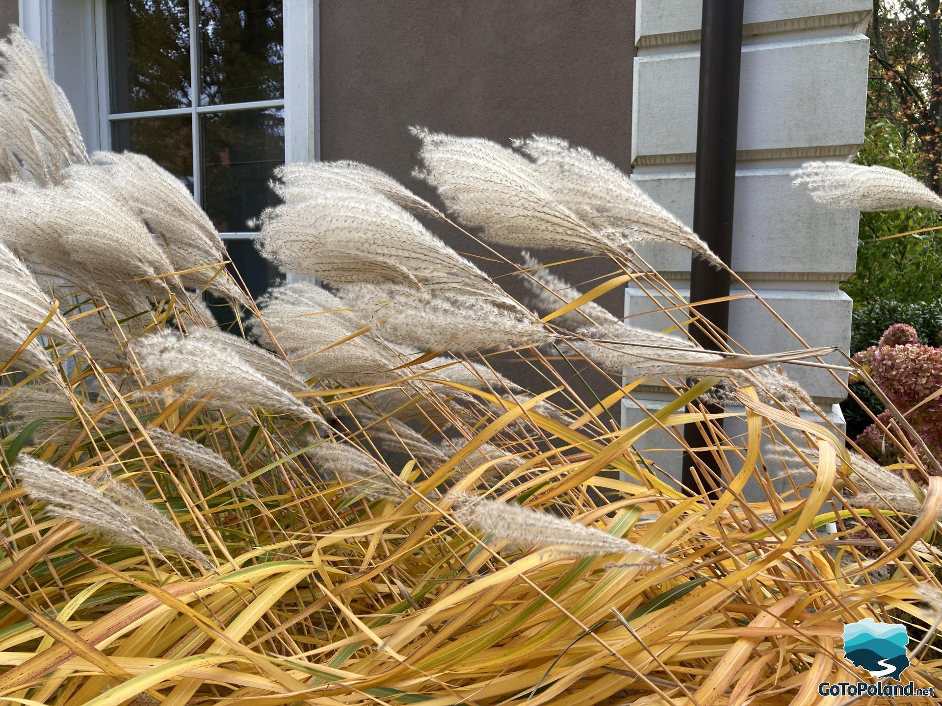 Grey ornamental, natural grasses