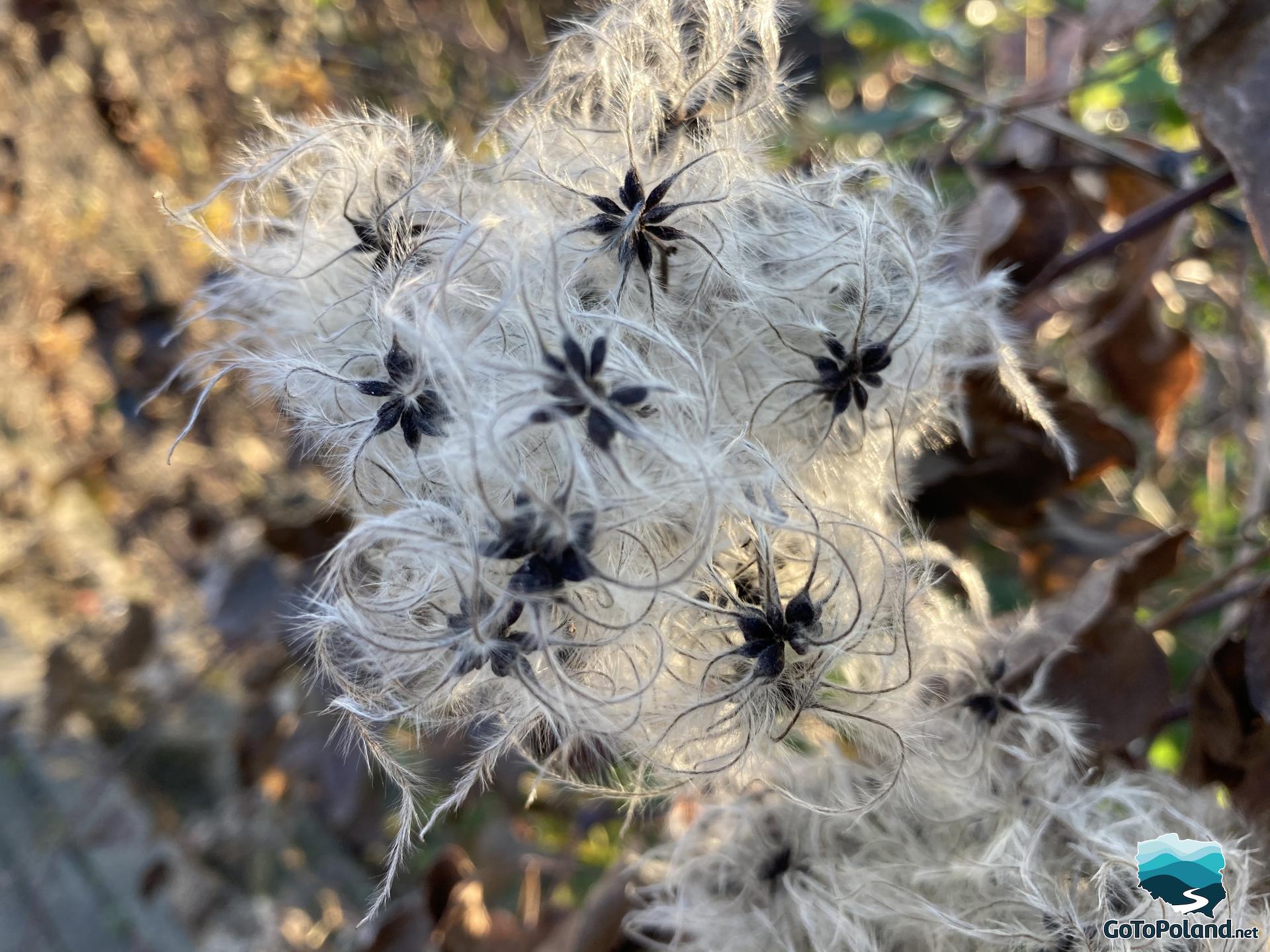 A grey plant 