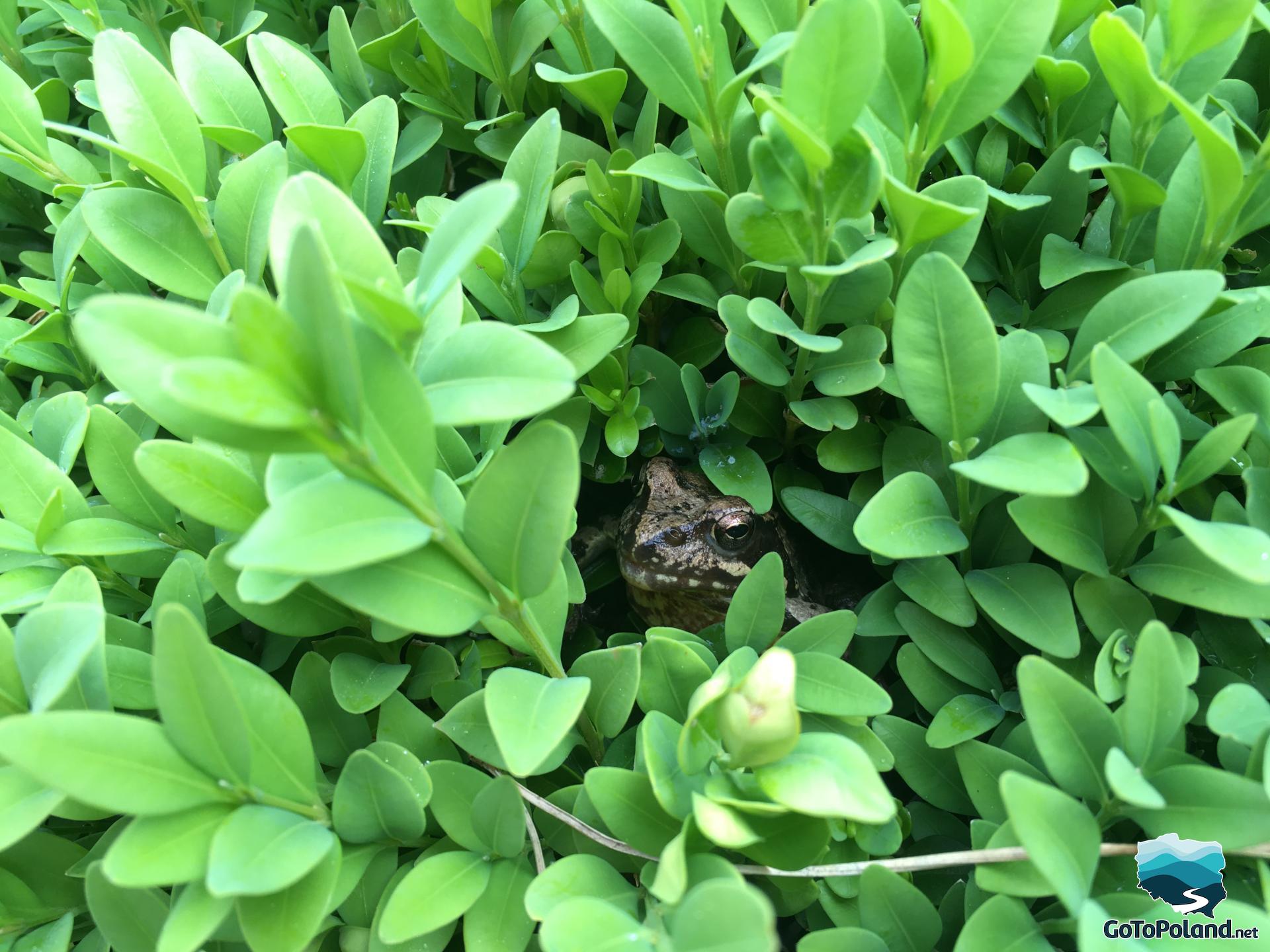 A small, speckled frog hiding among the green leaves