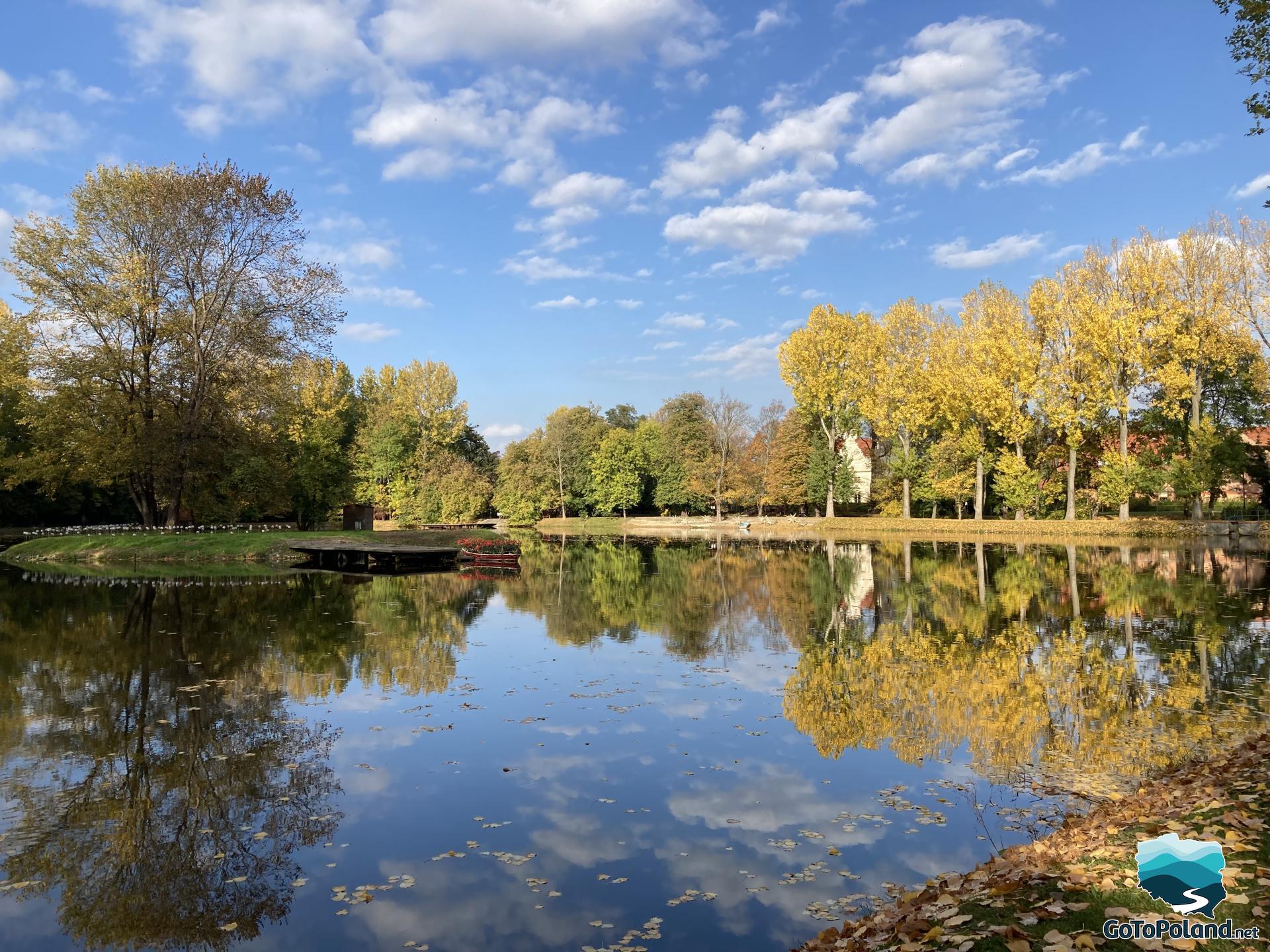 Pond in autumn. The leaves have fallen, they are on the water, large trees with yellow leaves in the background